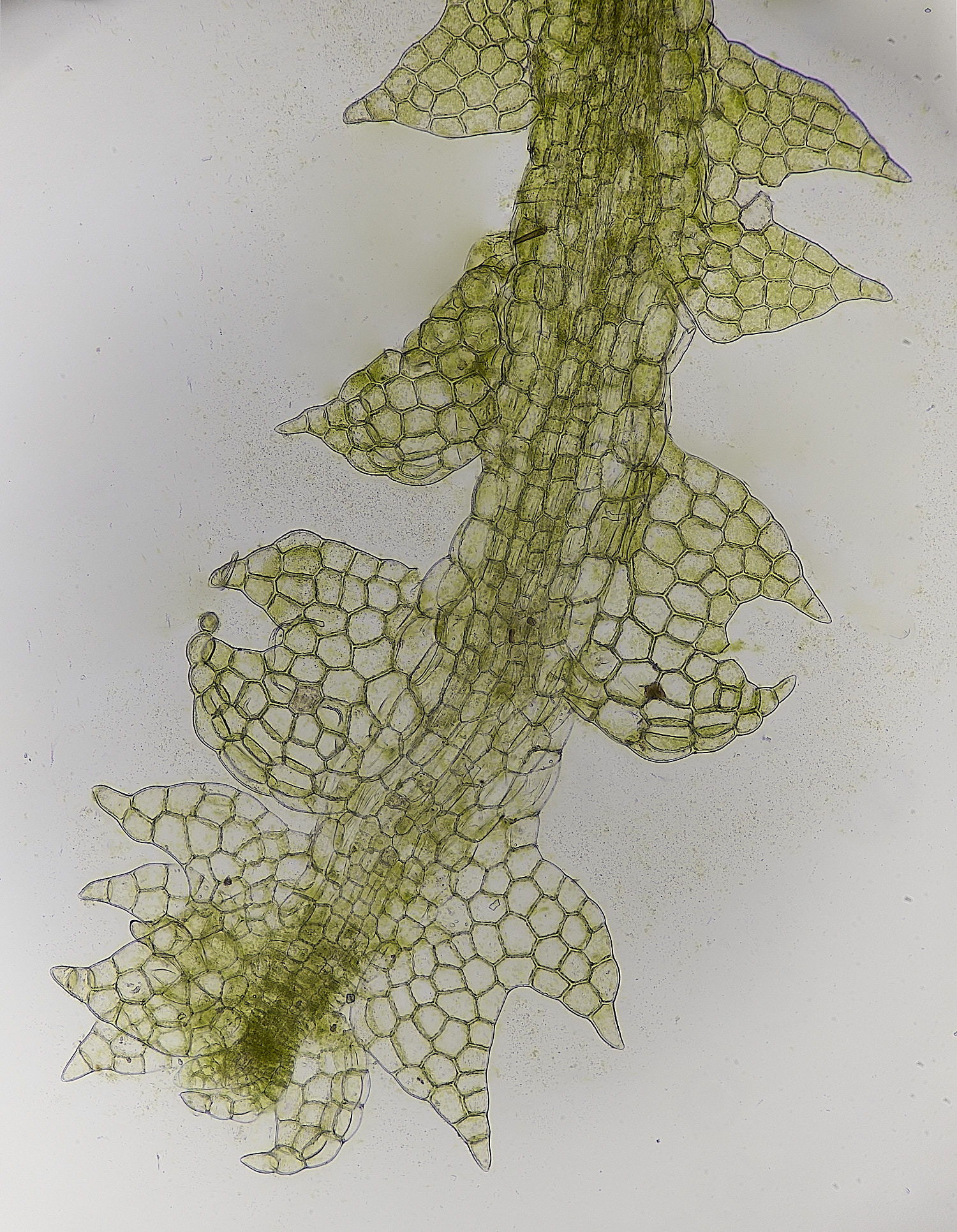 DersinghamFenCephaloziaconnivens030326-1