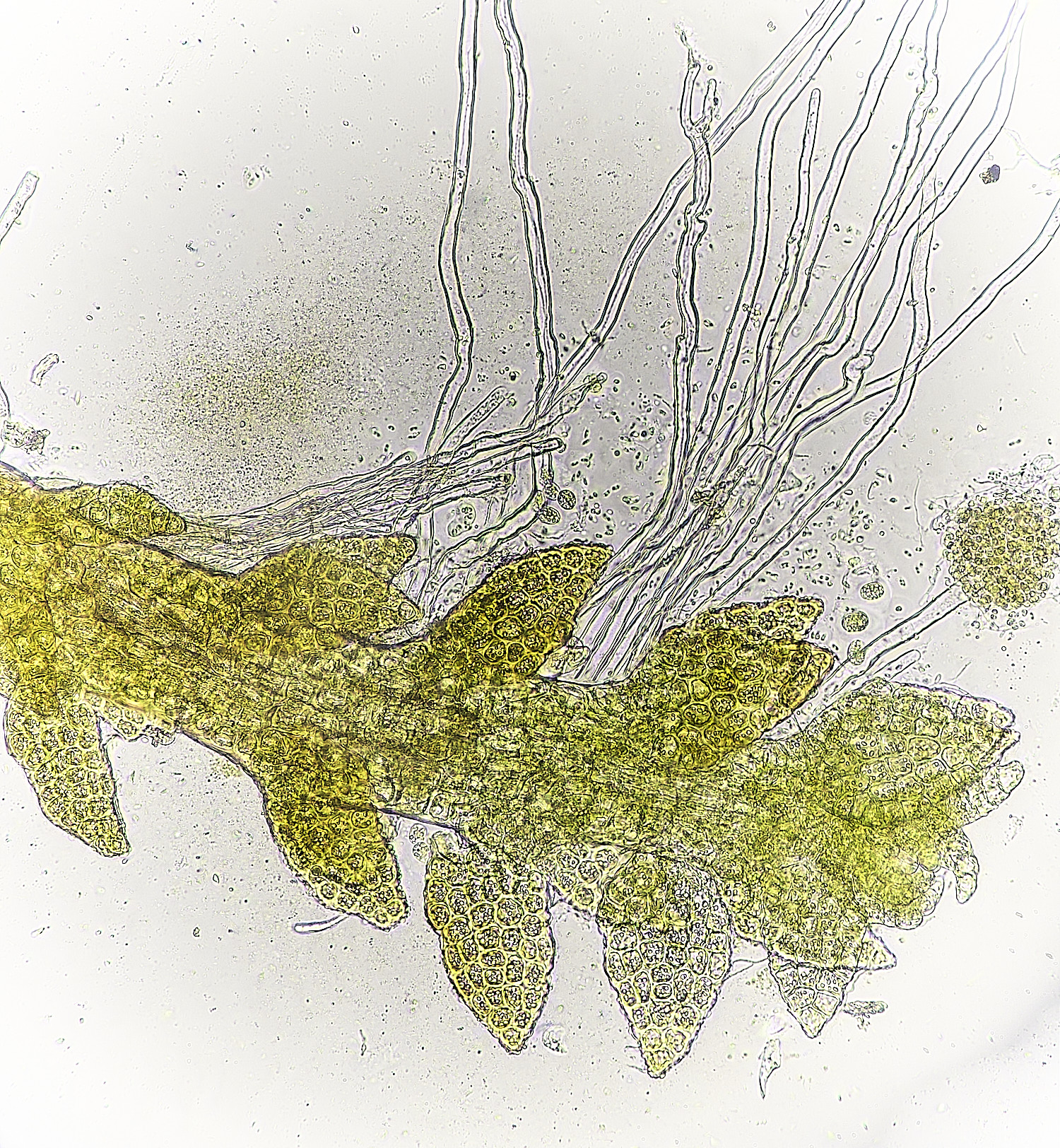 DersinghamFenCephalozielladivaricata010326-2