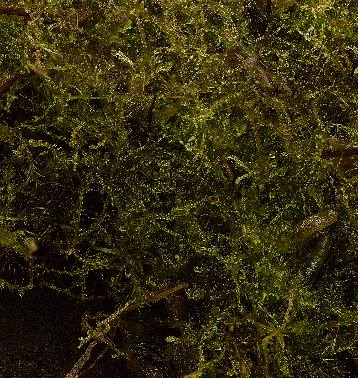 dersinghamFenCephalozielladivaricata010326-3