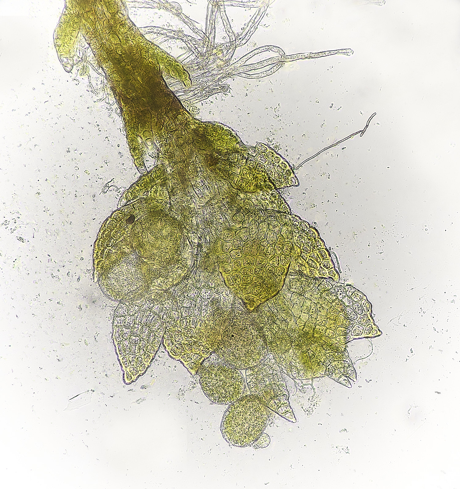 DersinghamFenCephalozielladivaricata010326-5