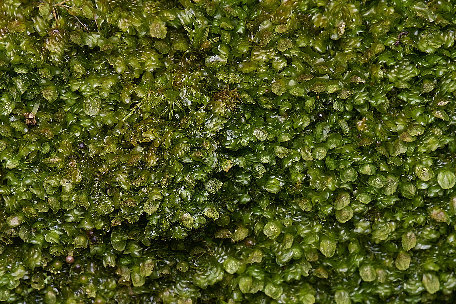 DersinghamFenFrulleniadilatata010326-1