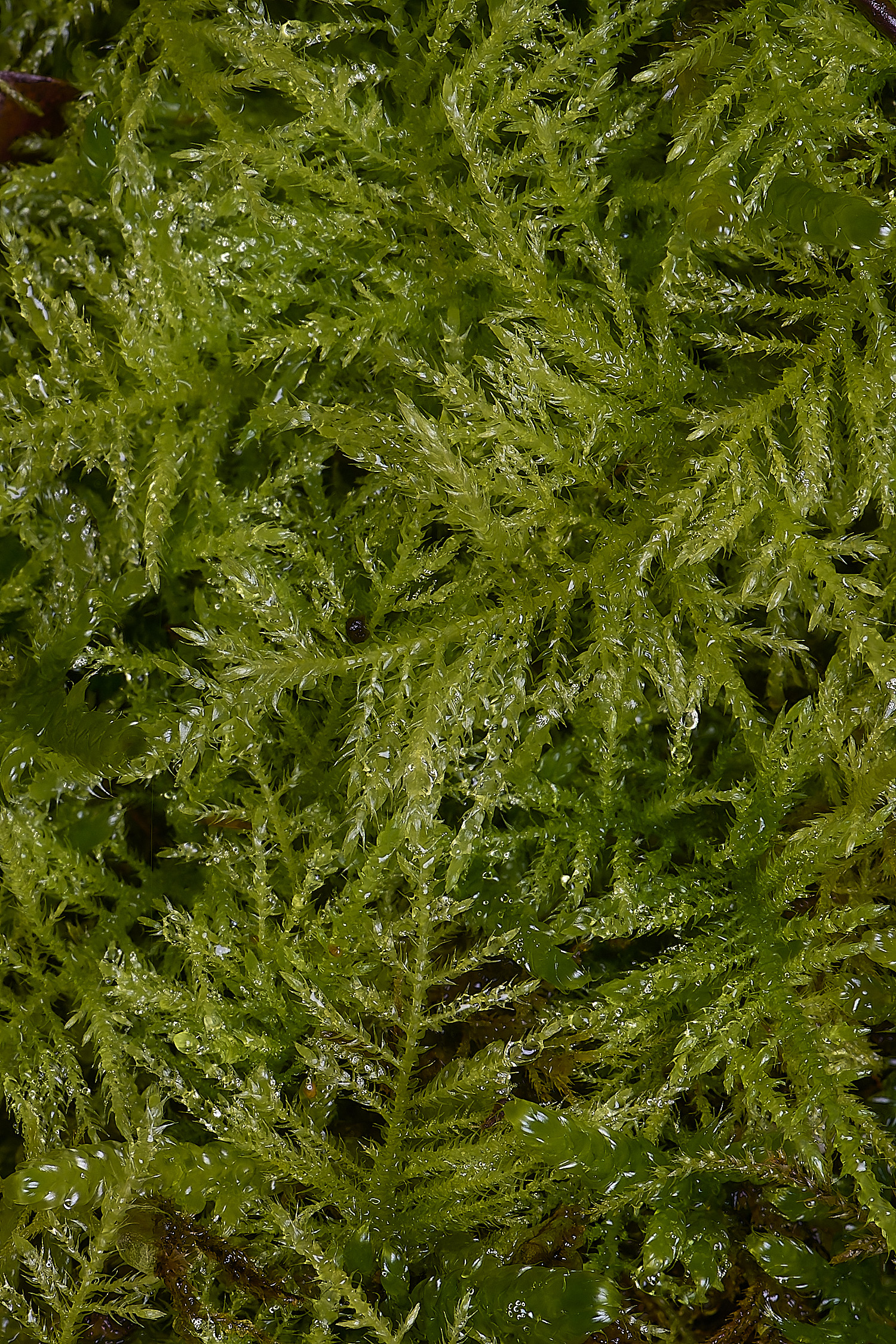 DersinghamFenKindbergiaprolonga010326-1