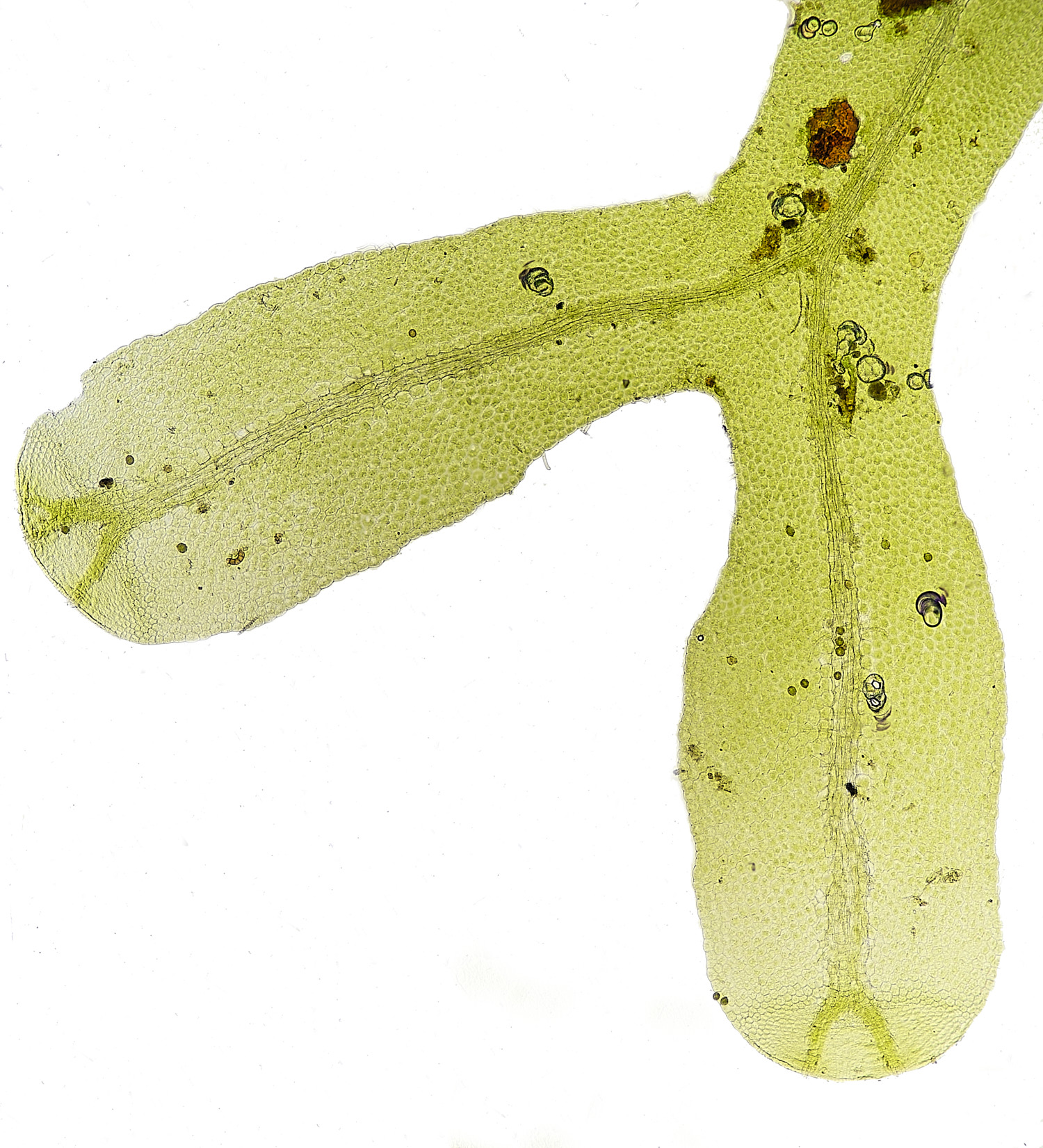 DersinghamFenMetzgeriafurcata010326-1