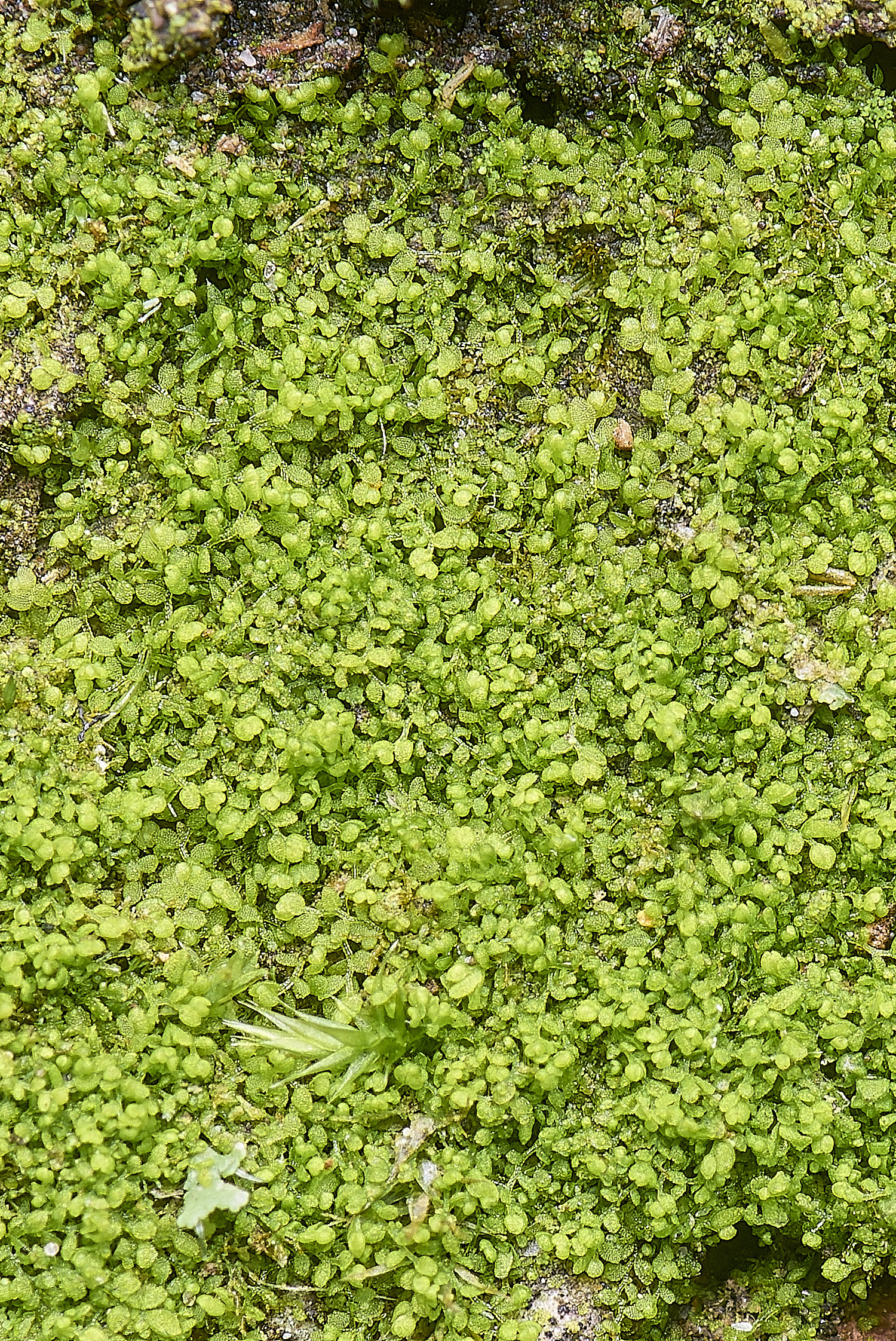 DersinghamFenMyriocoliopsisminutissima010326-1 1