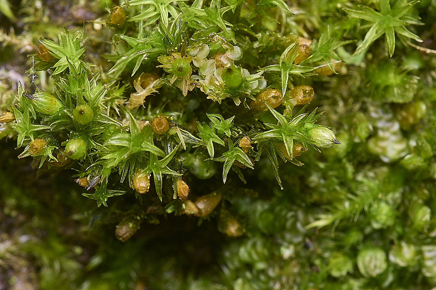 DersinghamFenOrthotrichumstriatum010326-1