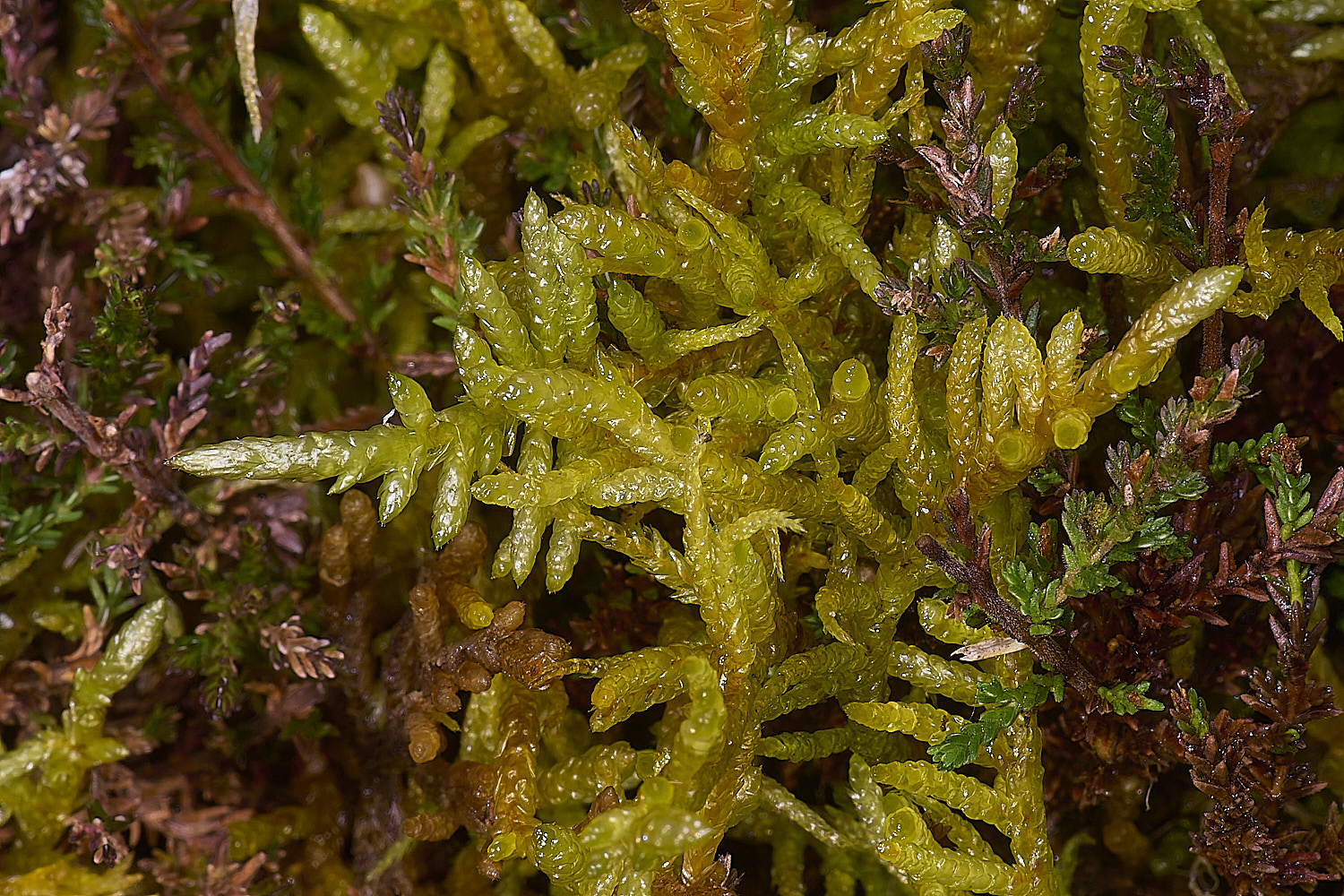 DersinghamFenPleuroziumschreberi010326-2