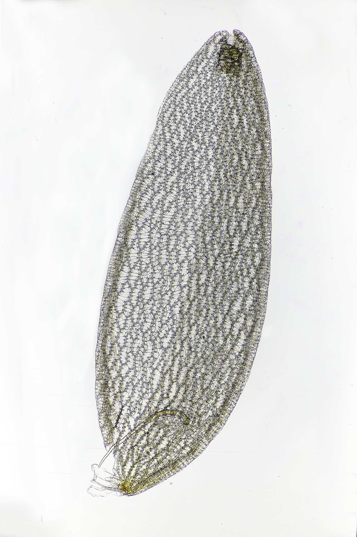 DersinghamFenShagnumcompactum010326-5