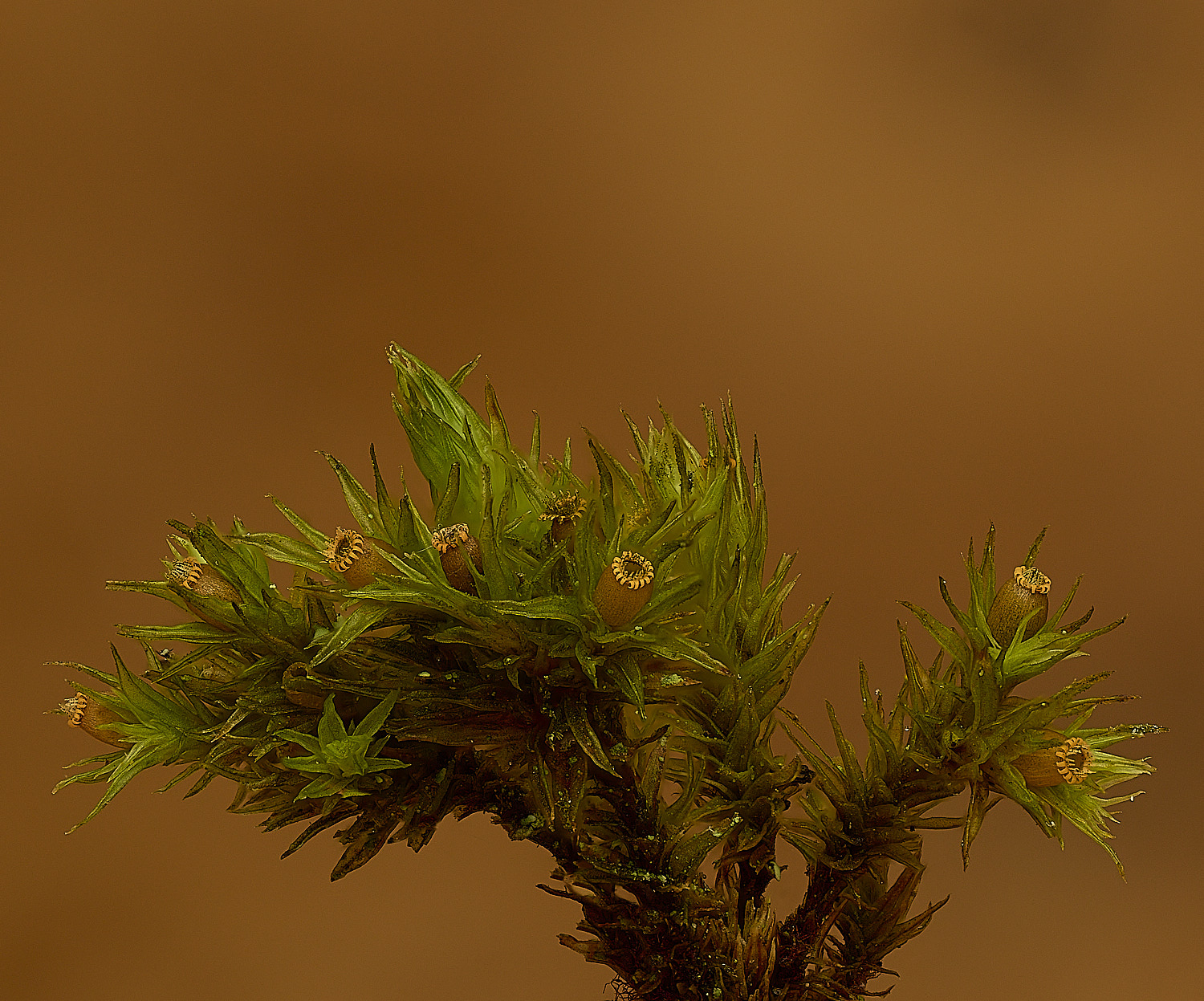 DersinghamFenSmoothBristle-moss-1-326-2