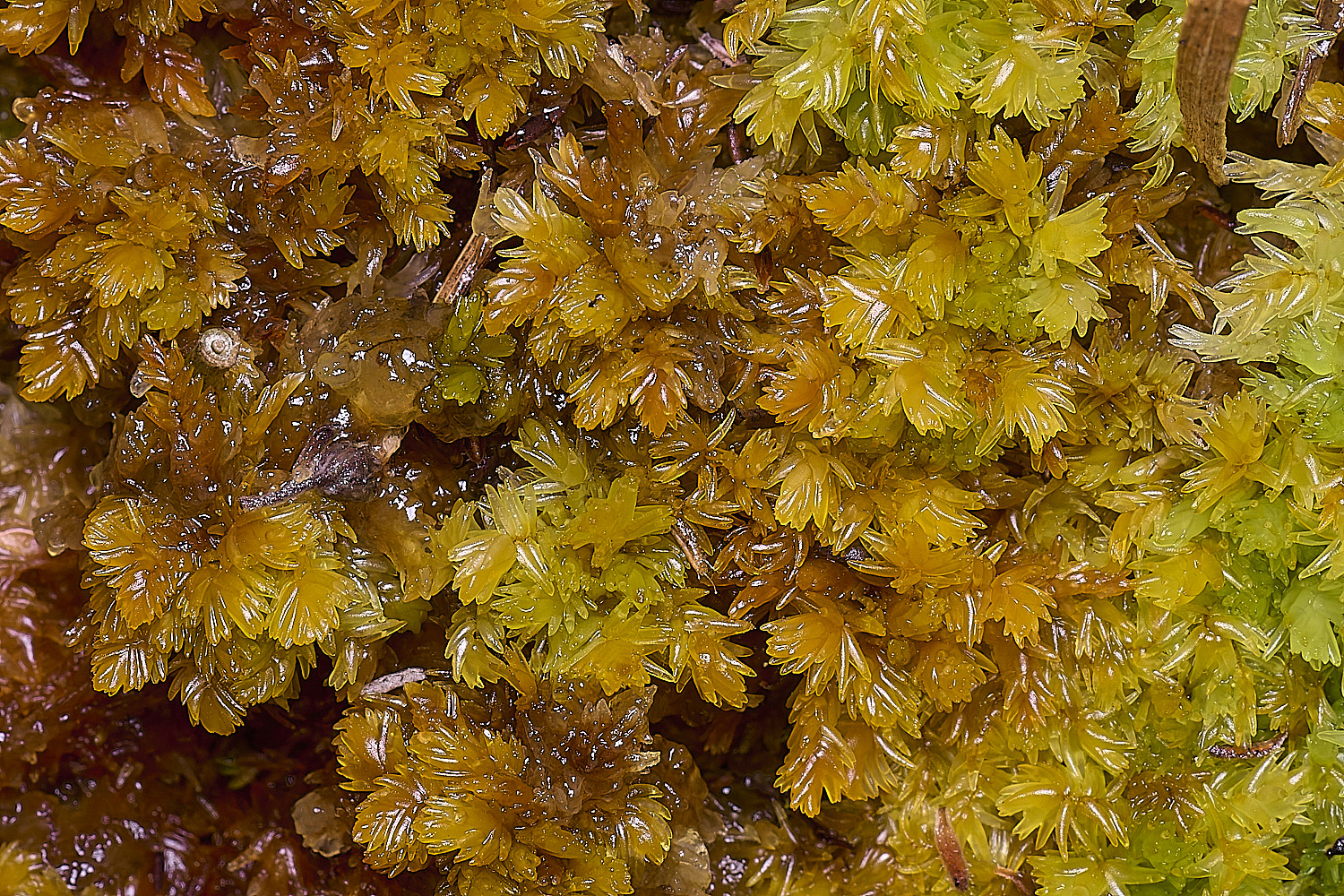 DersinghamFenSphagnumcompactum010326-1