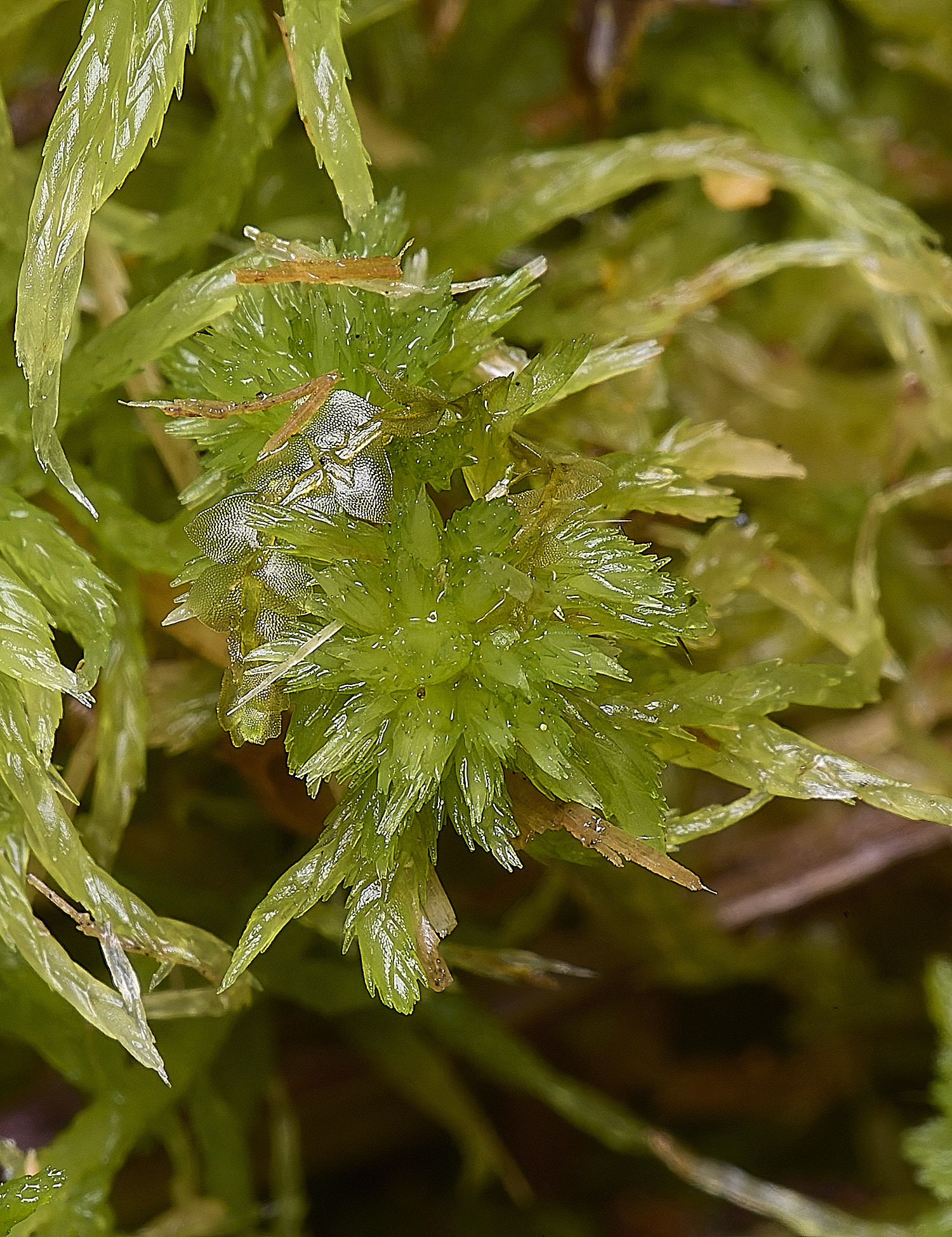 DersinghamFenSphagnumfimbriatum010326-2