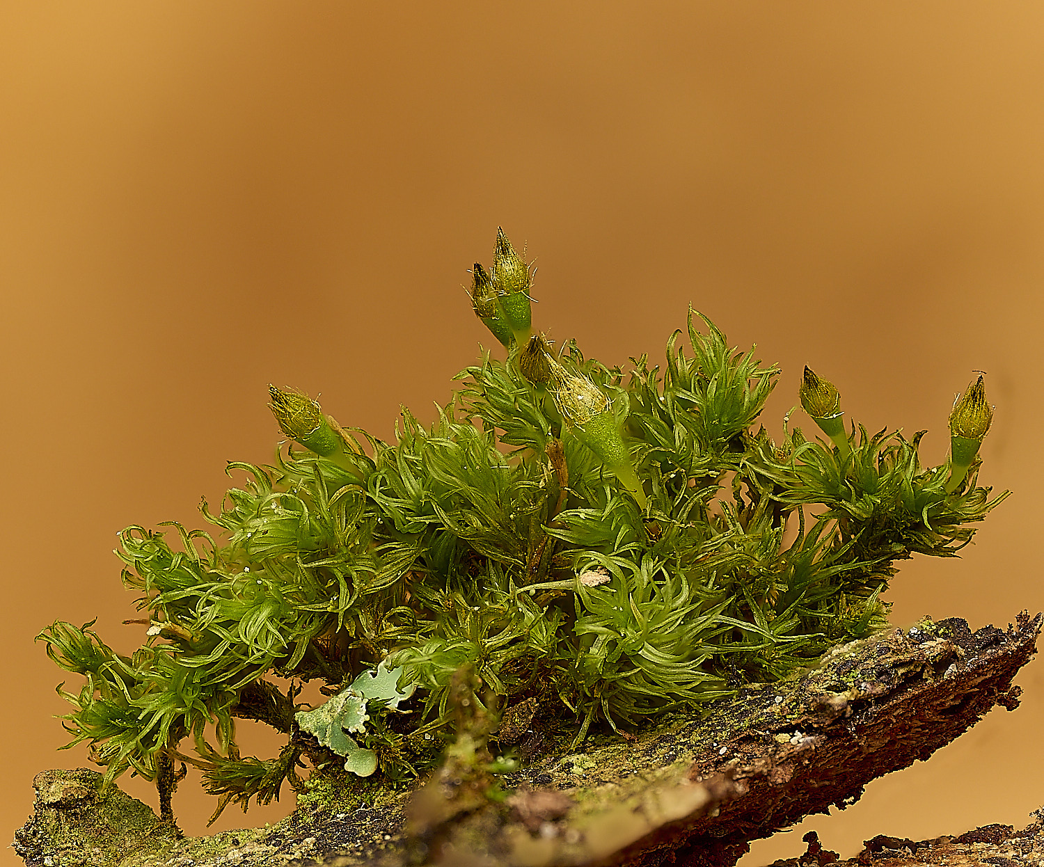 DersinghamFenUlottaSp010326-2