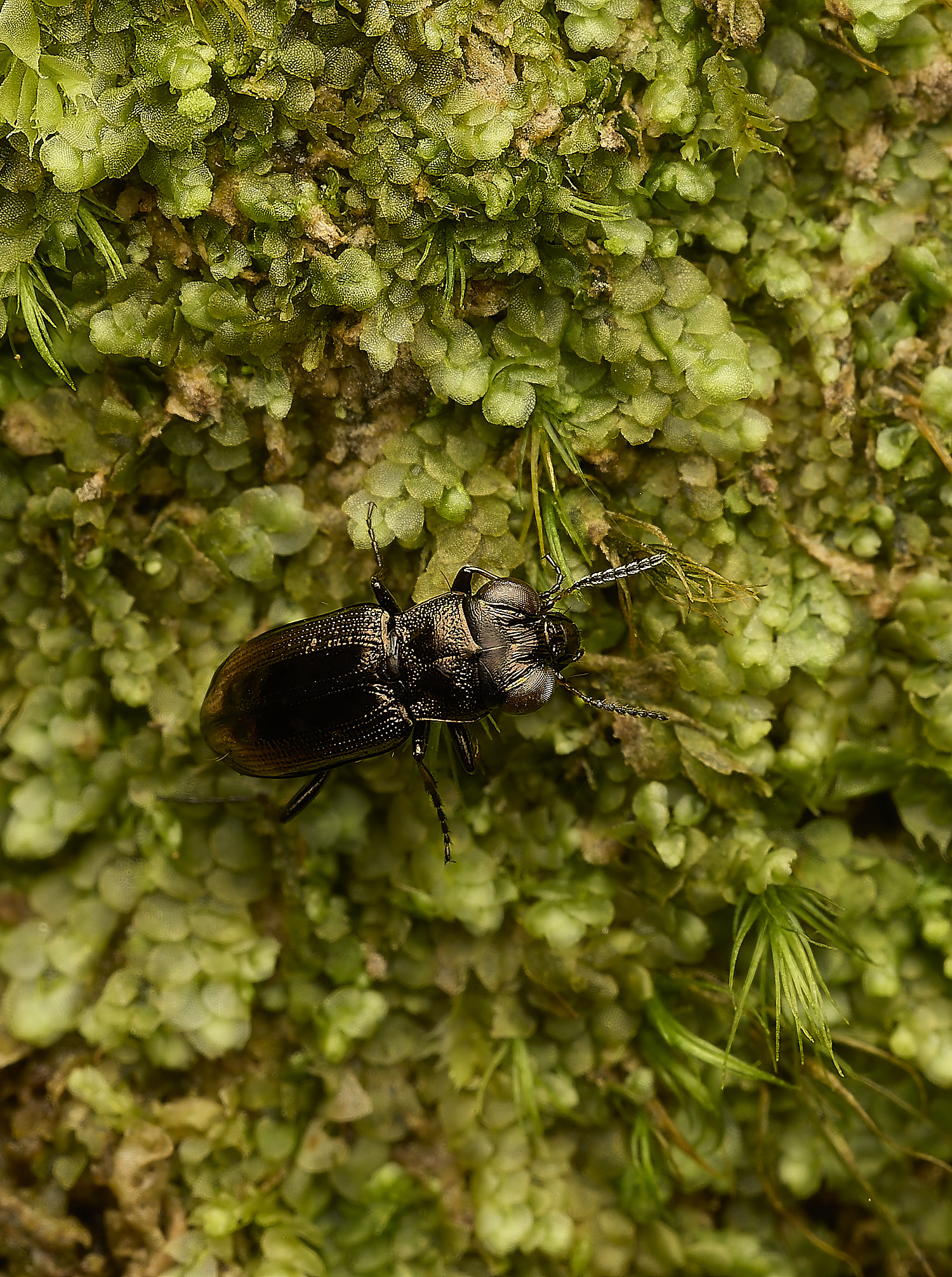 FelbriggBeetle240226-1