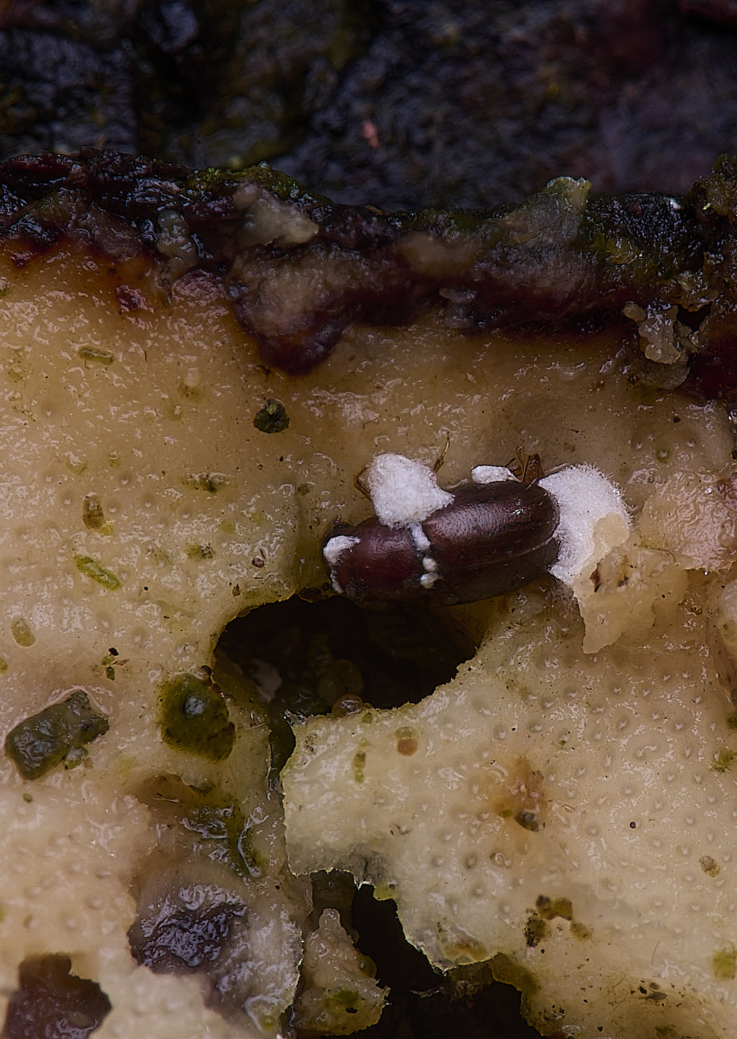FelbriggBeetleFungus210225-1