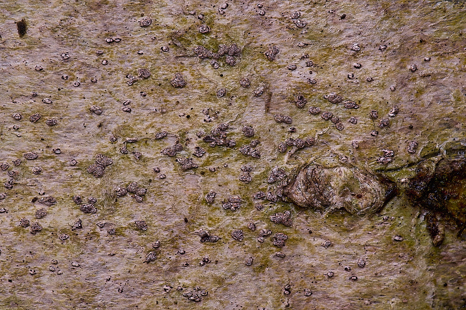 FelbriggConiocarponcinnabarinum210226-2