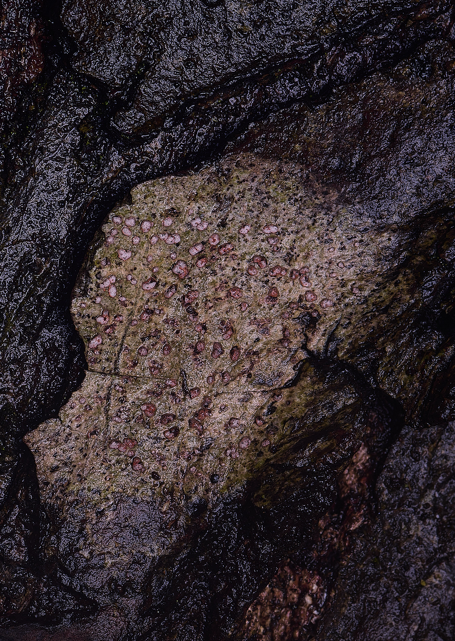 FelbriggConiocarponcinnabarinum210226-4