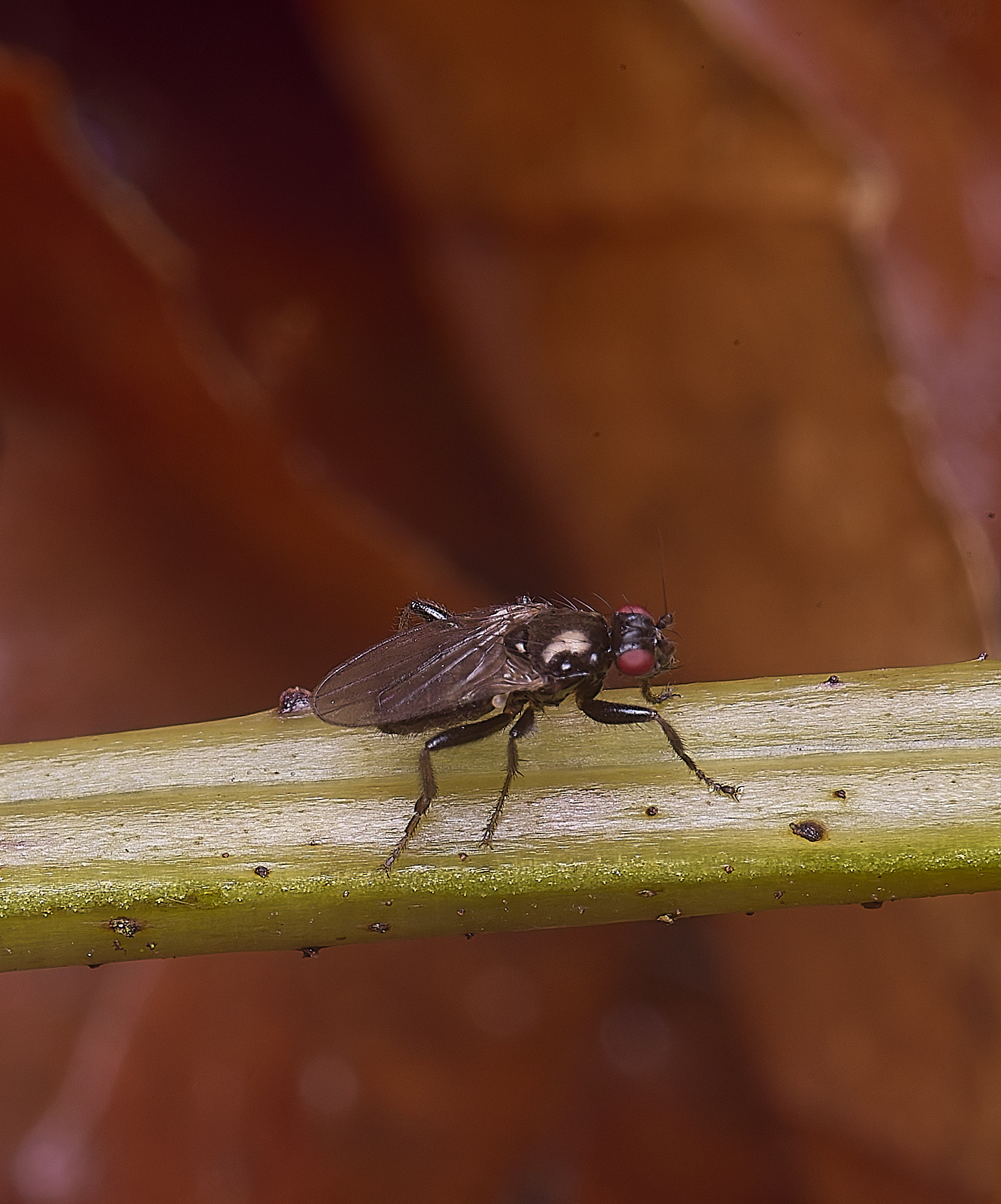 FelbriggFlySp280126-1