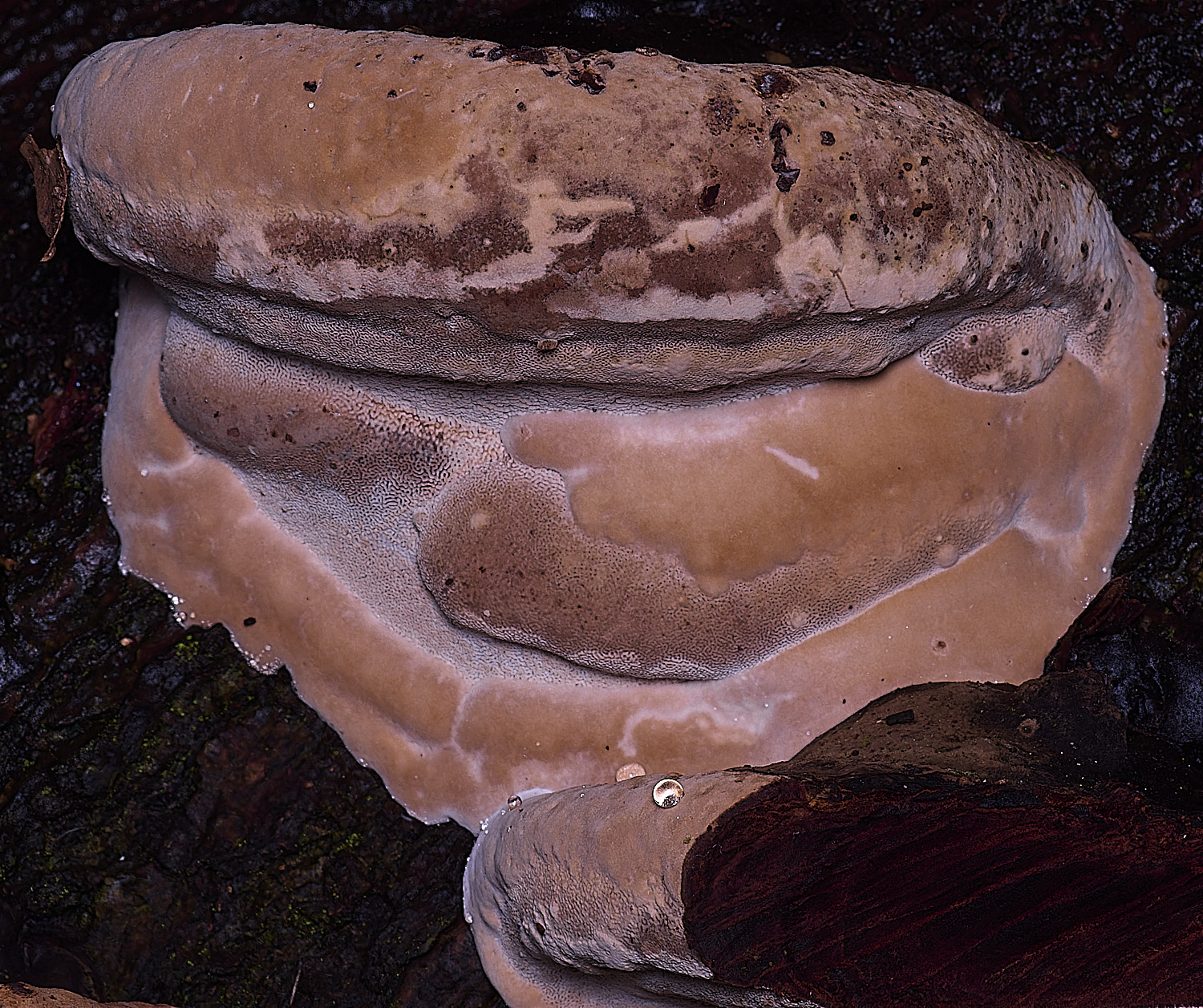 FelbriggGanoderma210226-1