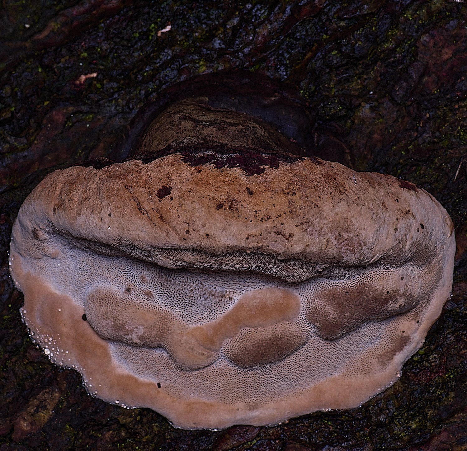 FelbriggGanoderma210226-2