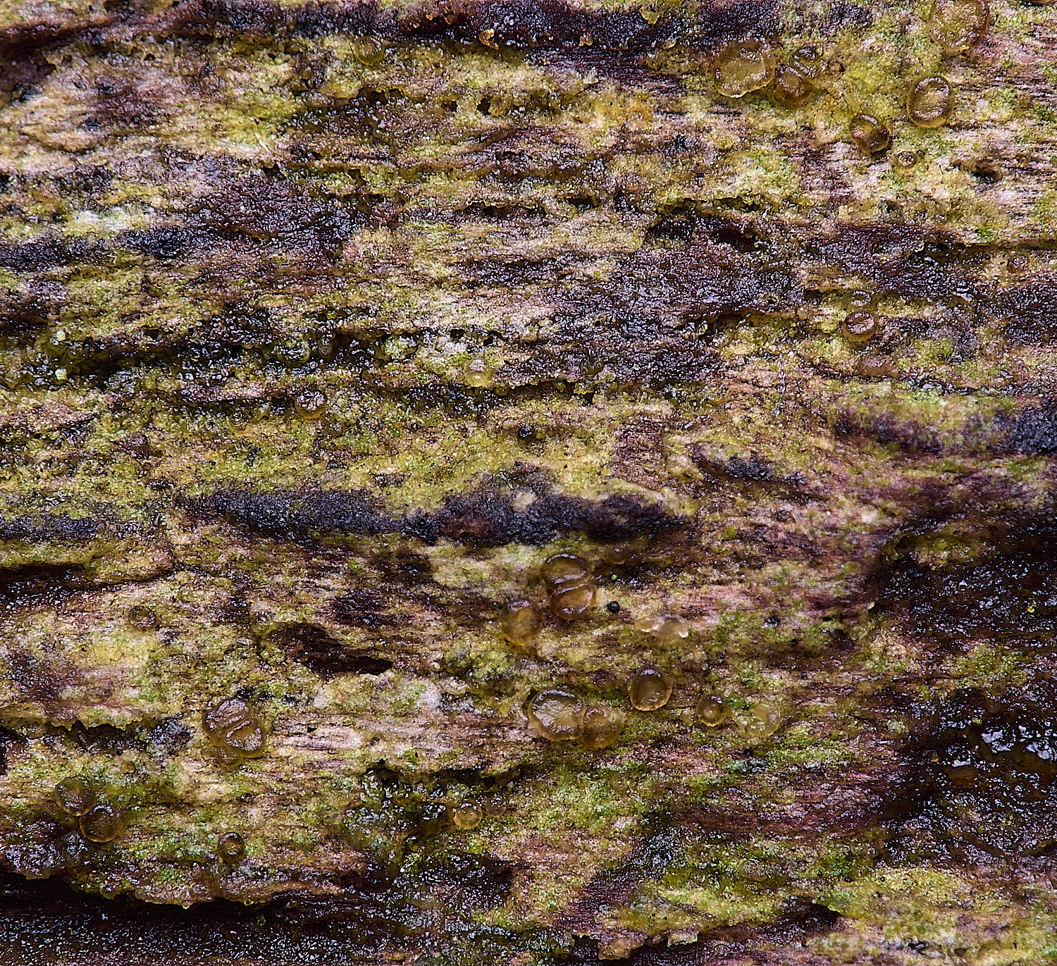 FelbriggJamesiellaanastomosans210226-1