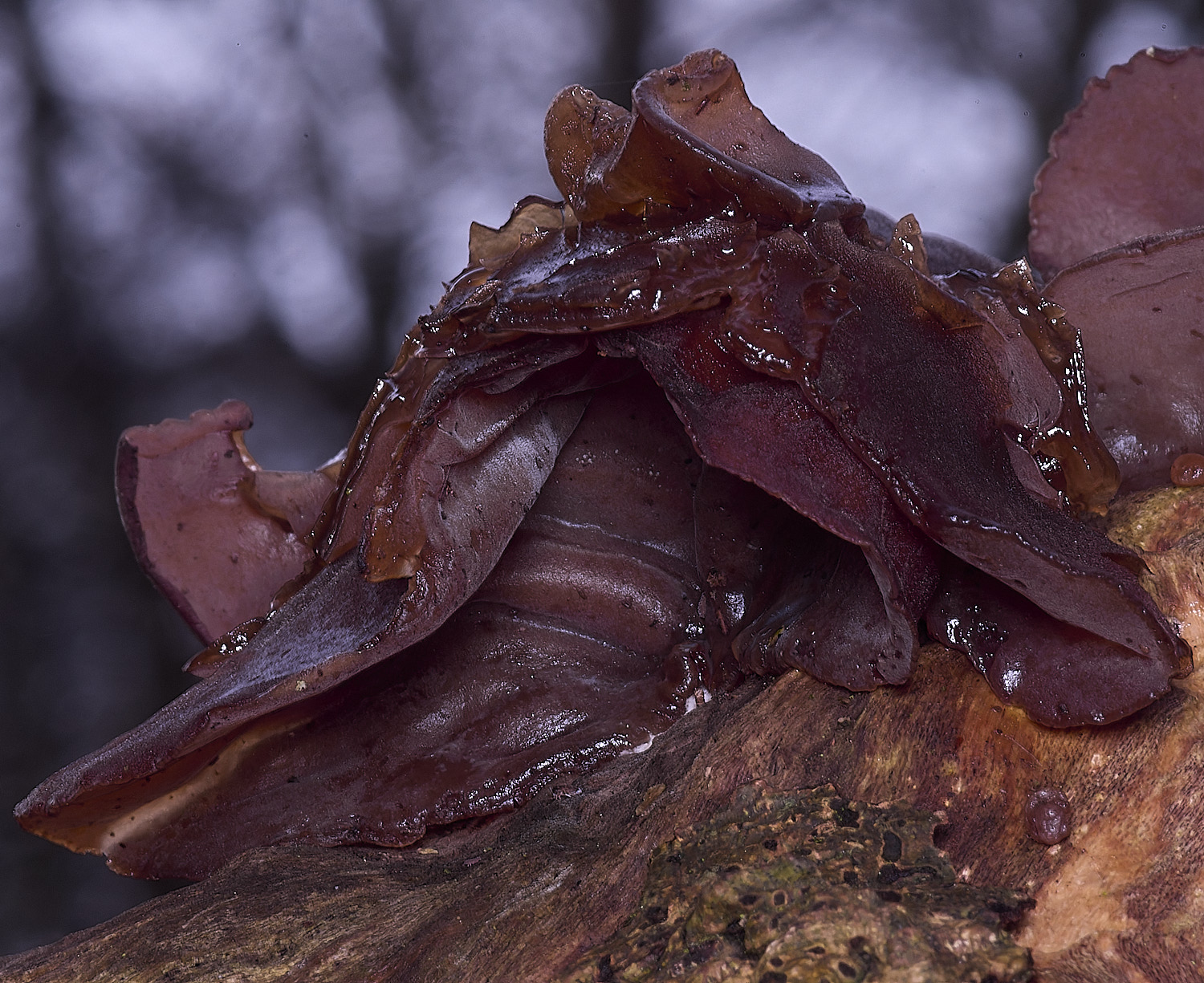 FelbriggJellyEar210226-1