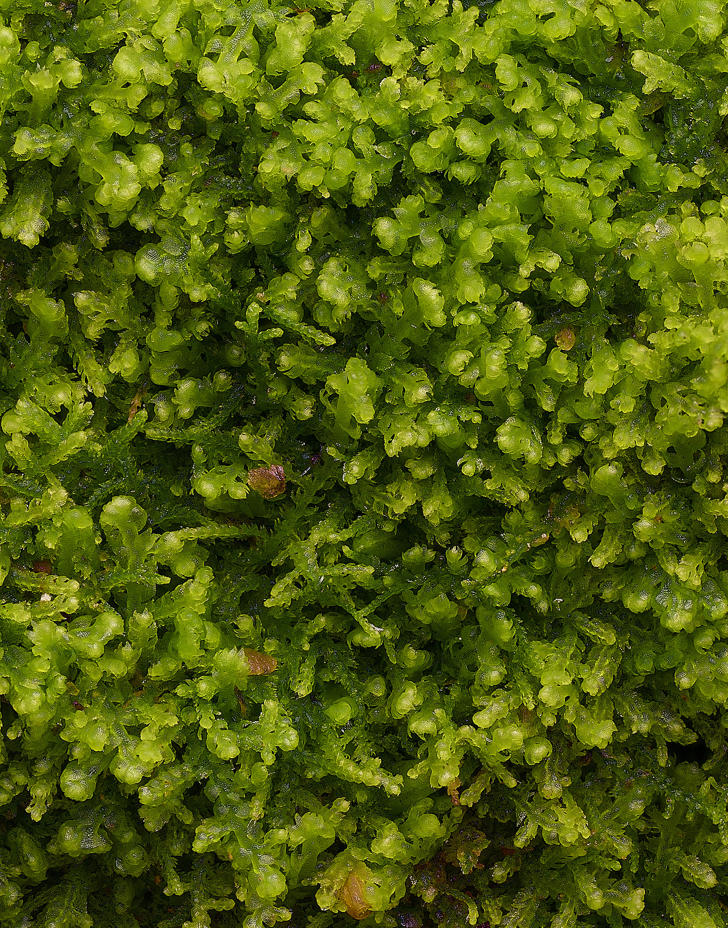 FelbriggLreptans160226-1