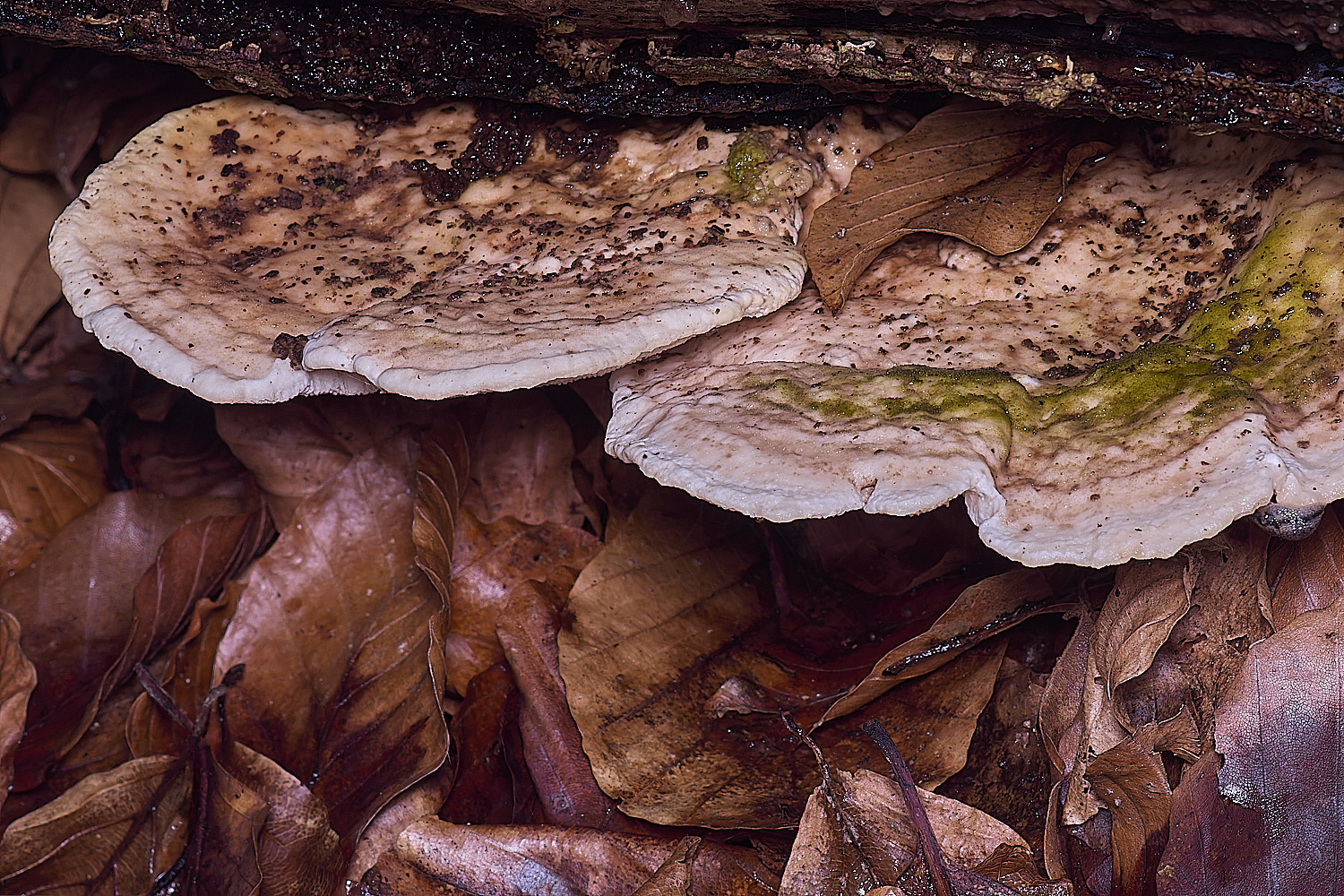 FelbriggLumpyBracket210226-1