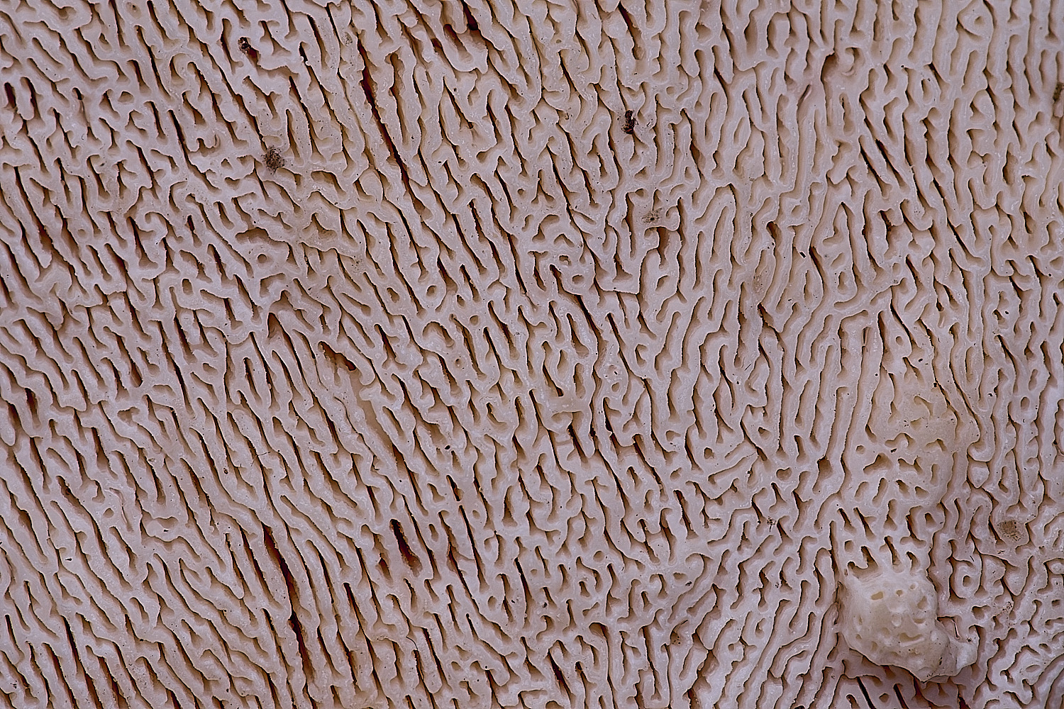 FelbriggLumpyBracket210226-2