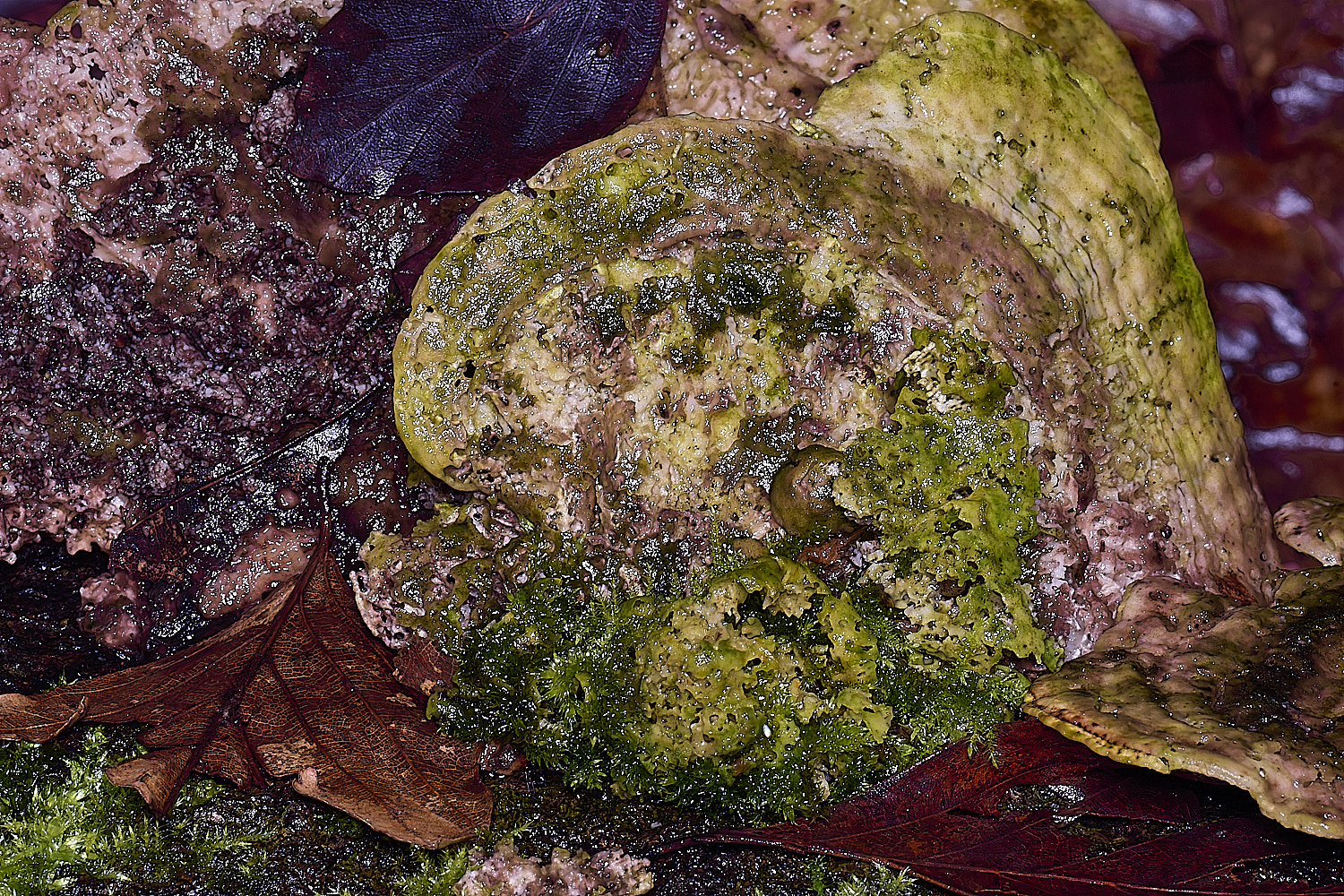 FelbriggLumpyBracket210226-4