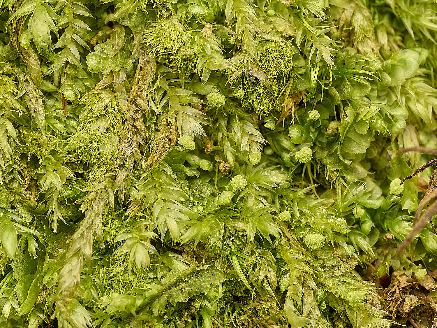 FelbriggMoss240226-1