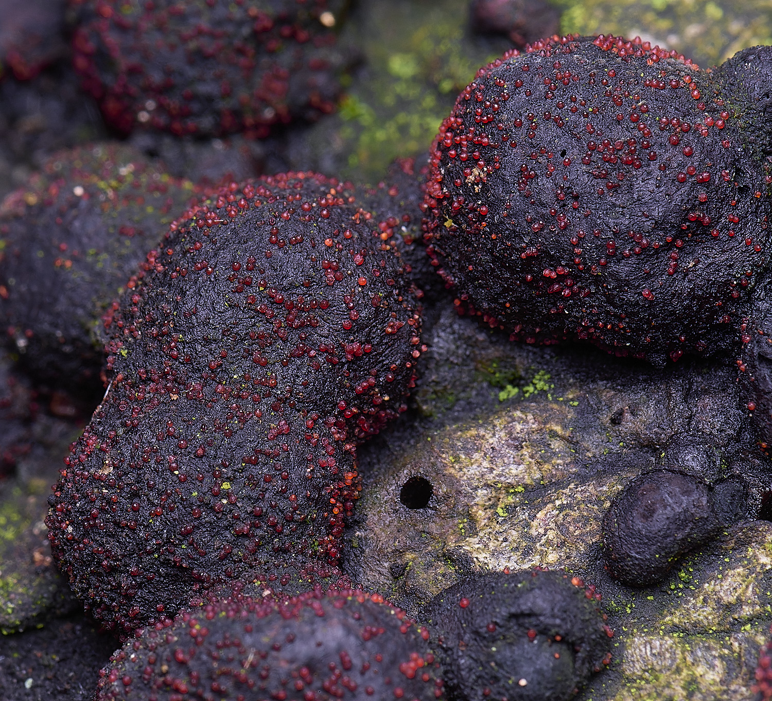 FelbriggNectriaFelbrigg210226-2