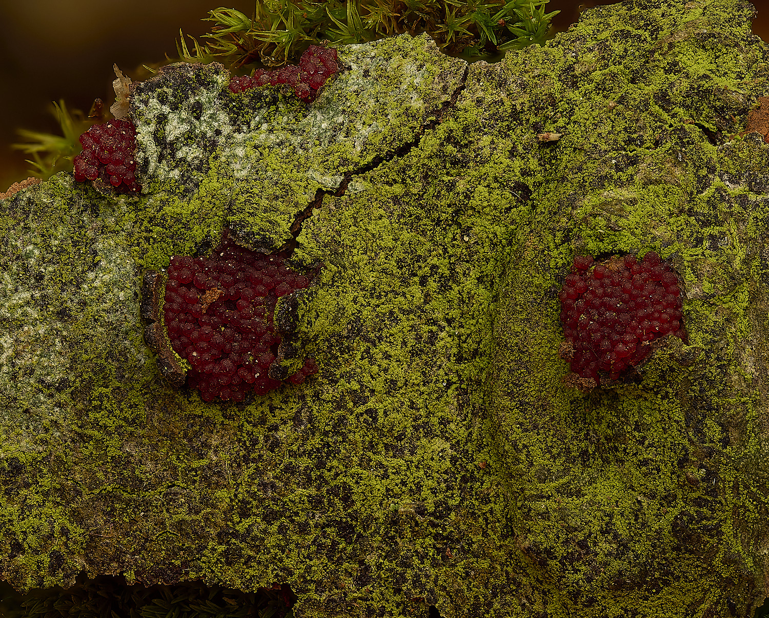 FelbriggNeonectriacoccinea210226-1