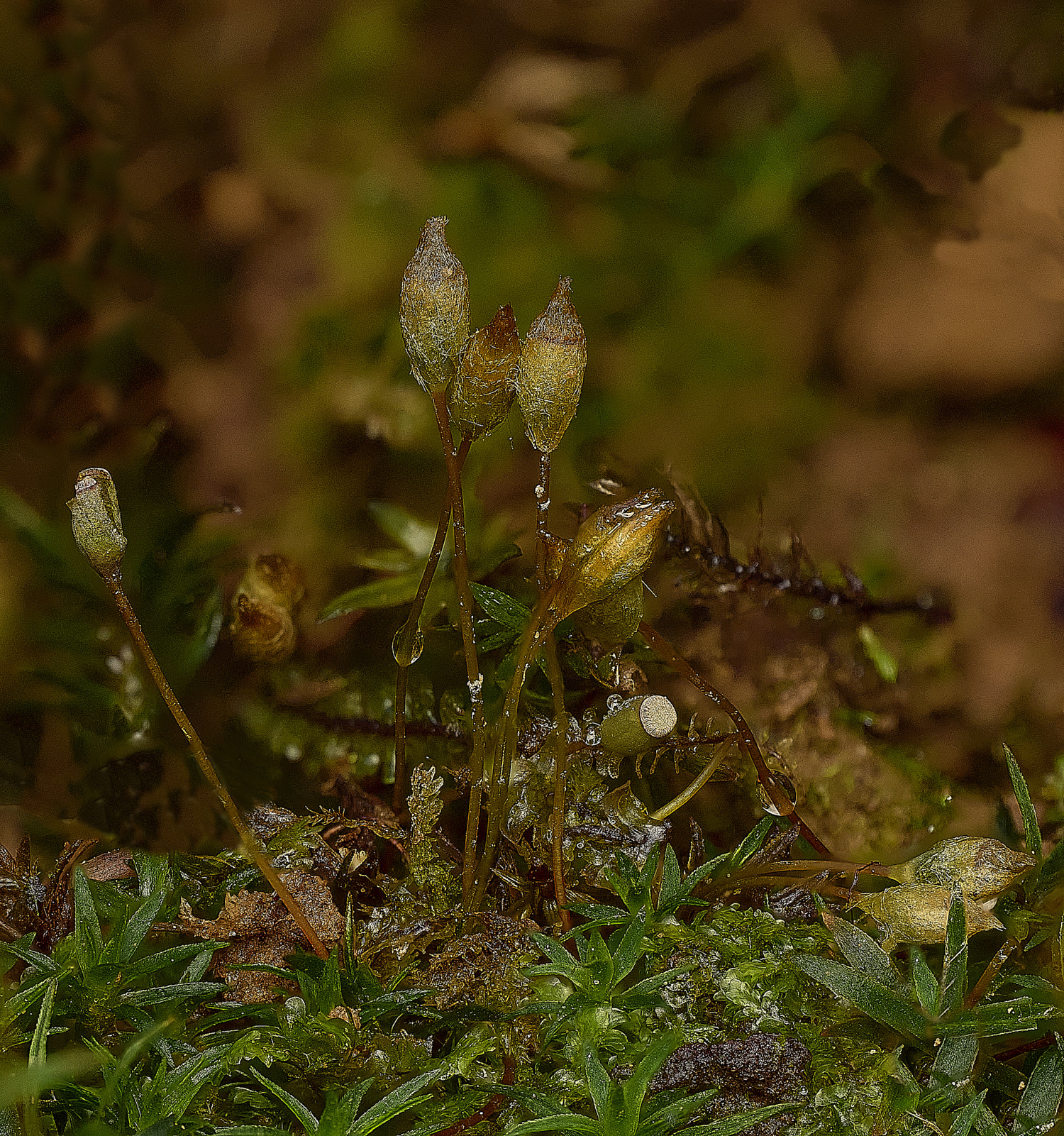 FelbriggPaloides160226-5 1