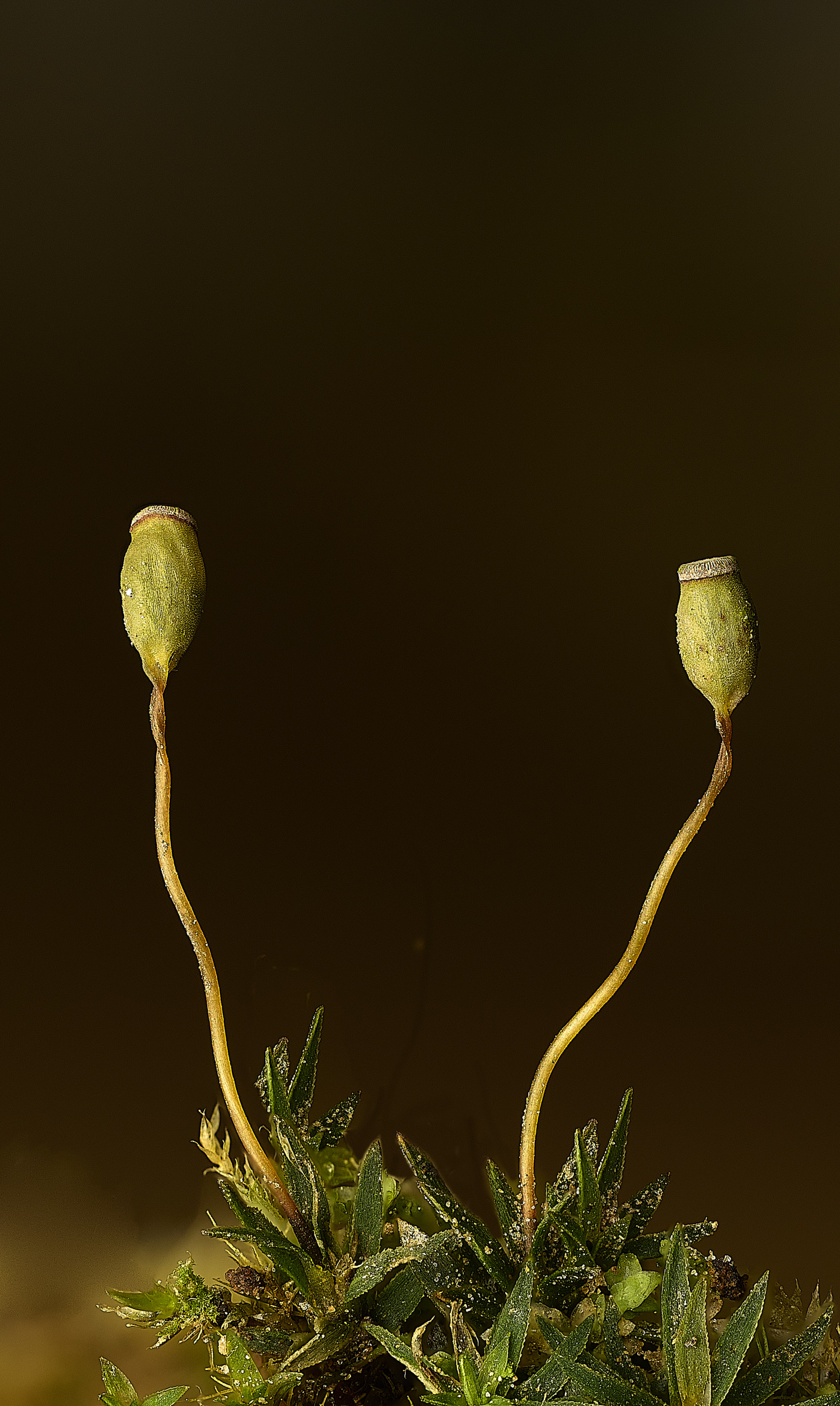 FelbriggPaloides160226-7 1