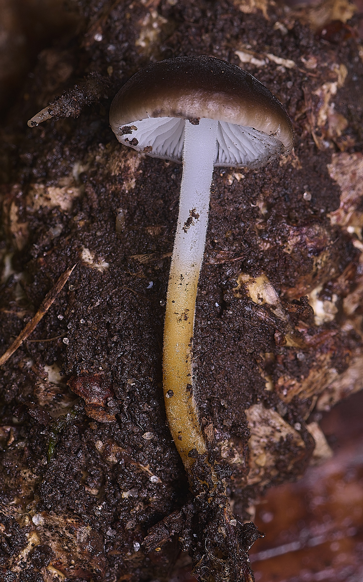 FelbriggPineConeCap210226-1