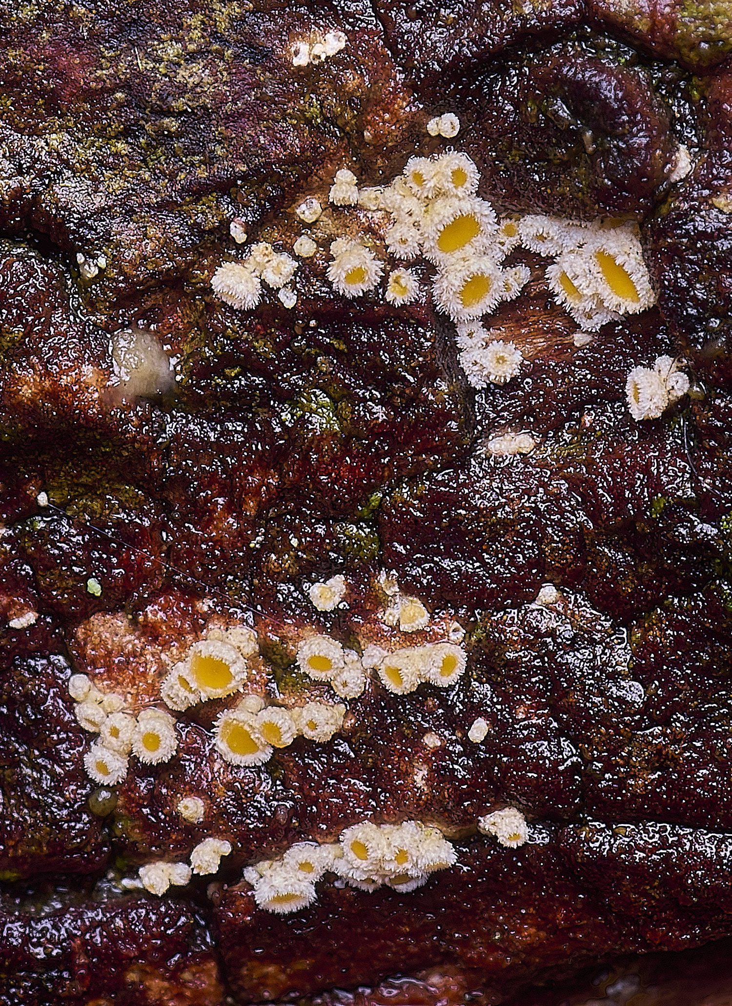 FelbriggPineDisco210226-1 1