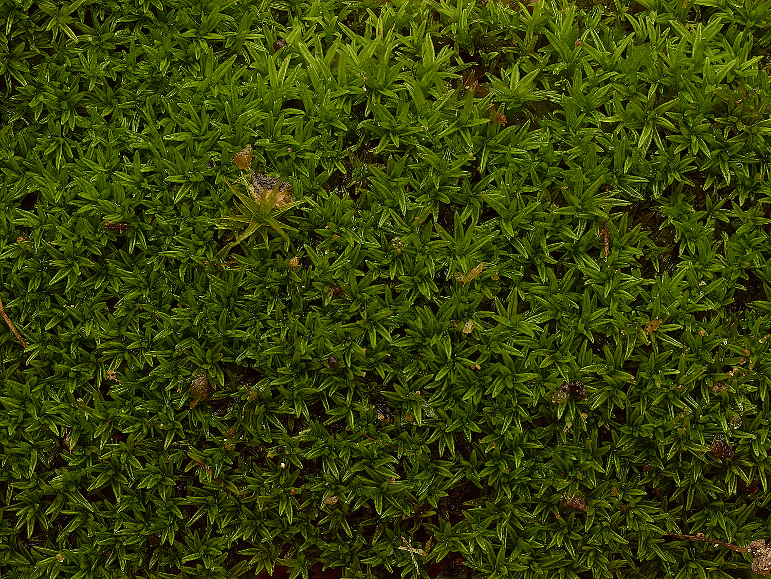 FelbriggPseudocrossidiumrevolutum210226-1