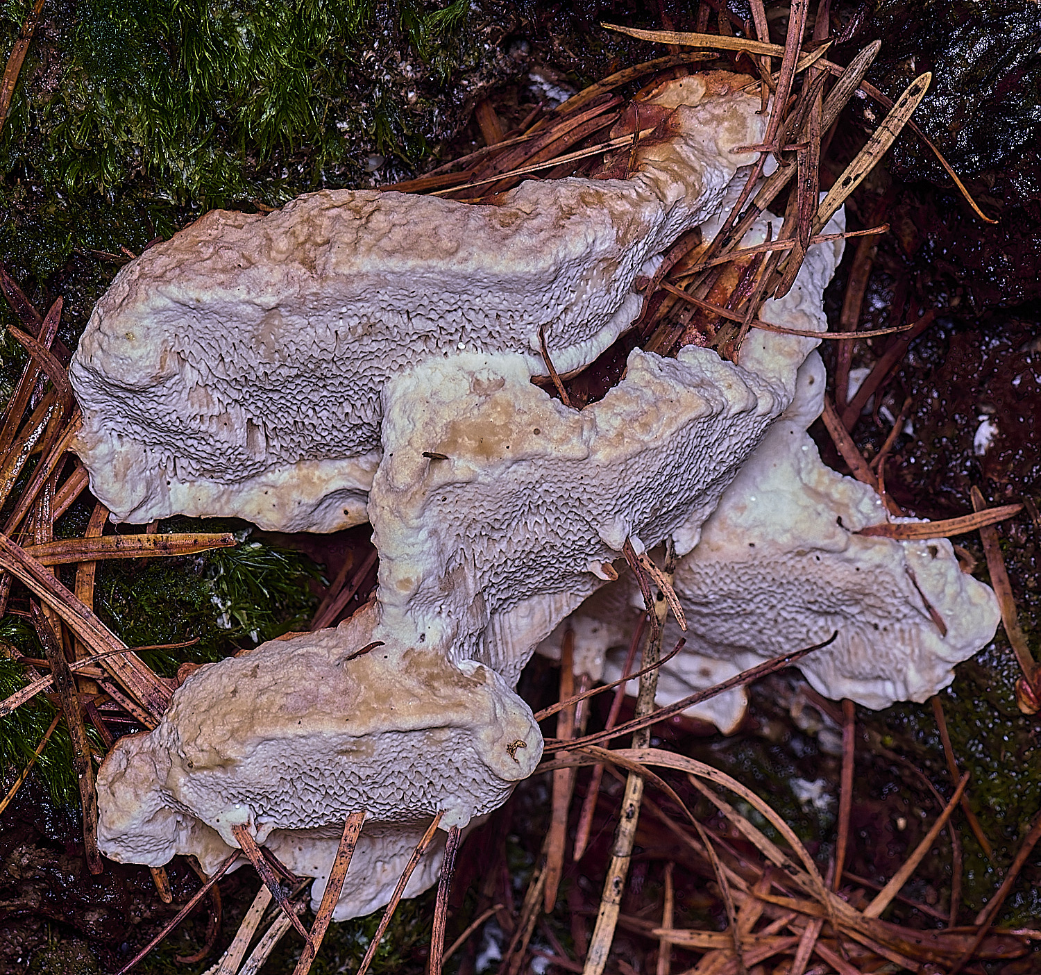 FelbriggRootRot210226-1