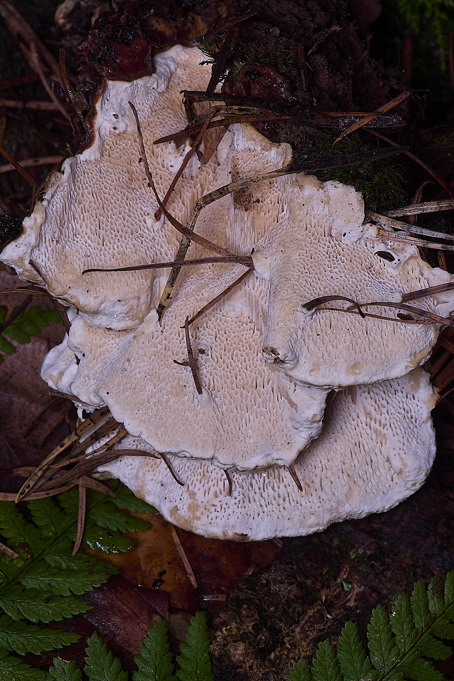 FelbriggRootRot210226-3