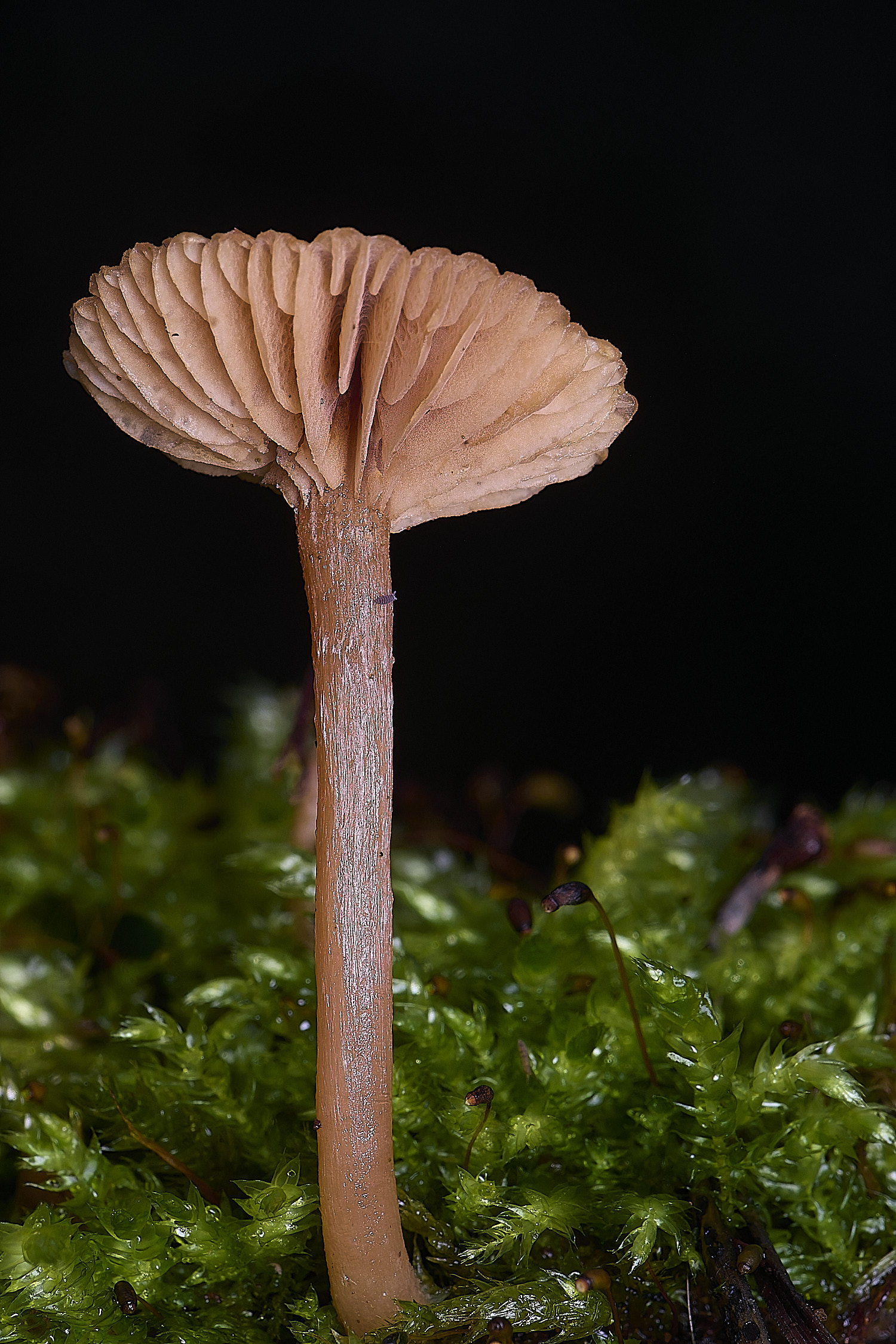 FelbriggScurfyTwiglet210226-1