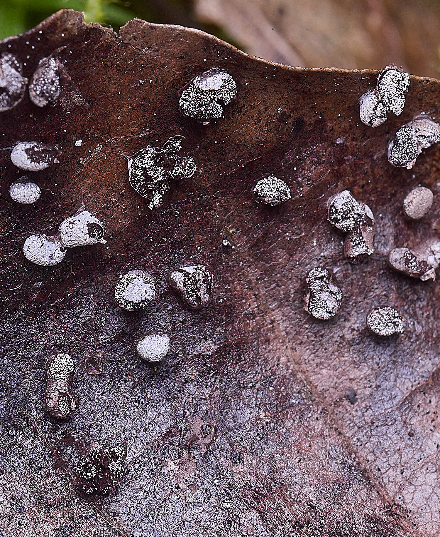 FelbriggSlimeMold221026-1