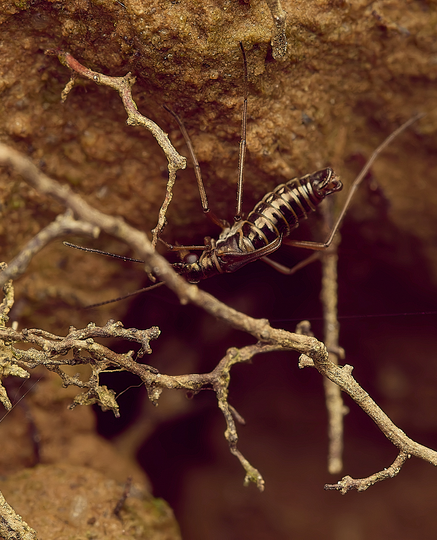 FelbriggSnowFlea240226-10