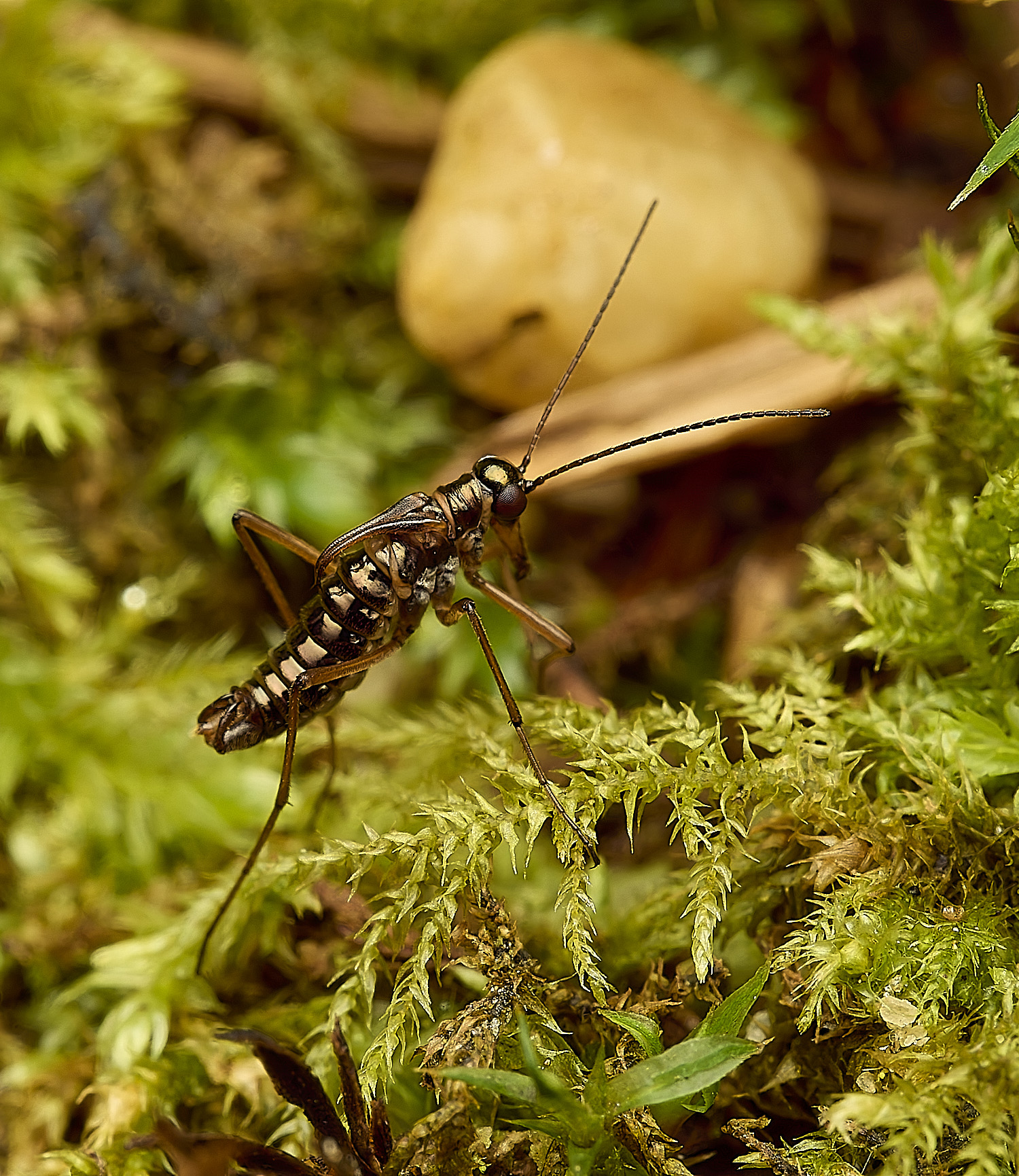 FelbriggSnowFlea240226-16