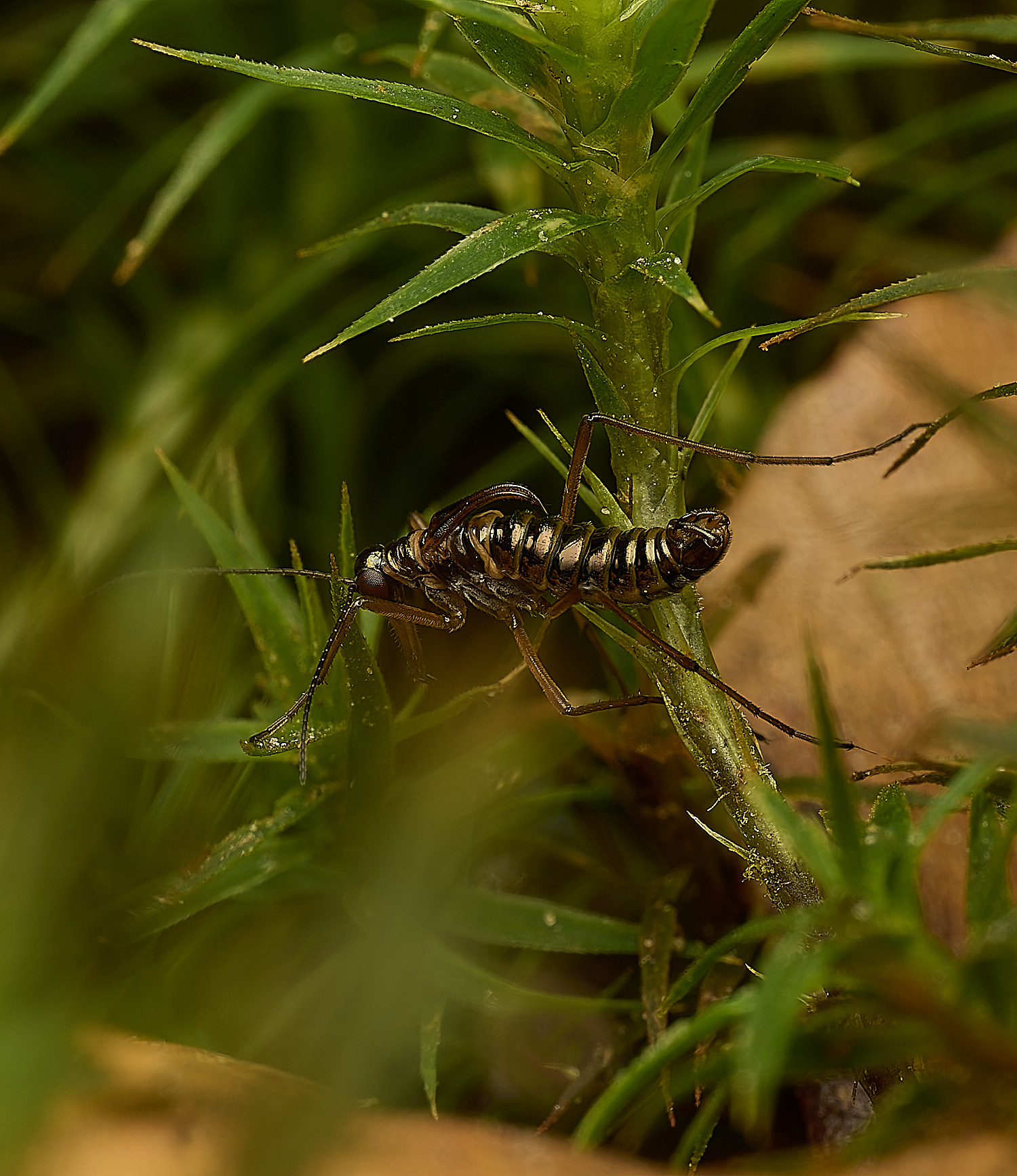 FelbriggSnowFlea240226-19