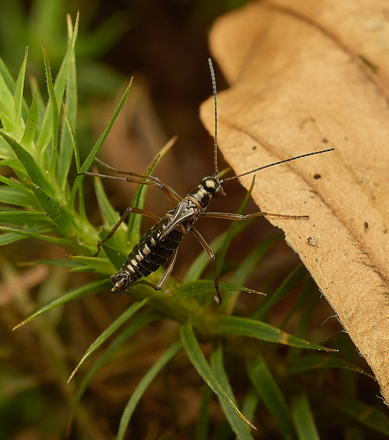 FelbriggSnowFlea240226-20