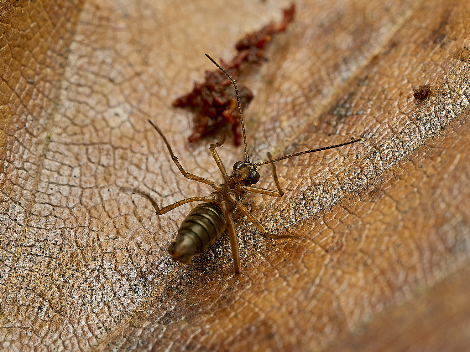 FelbriggSnowFlea240226-3