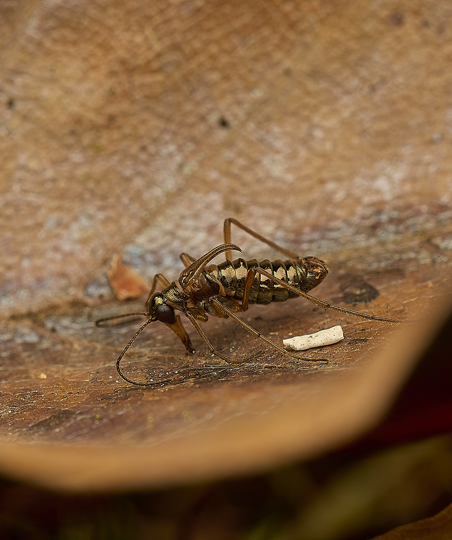 FelbriggSnowFlea240226-4