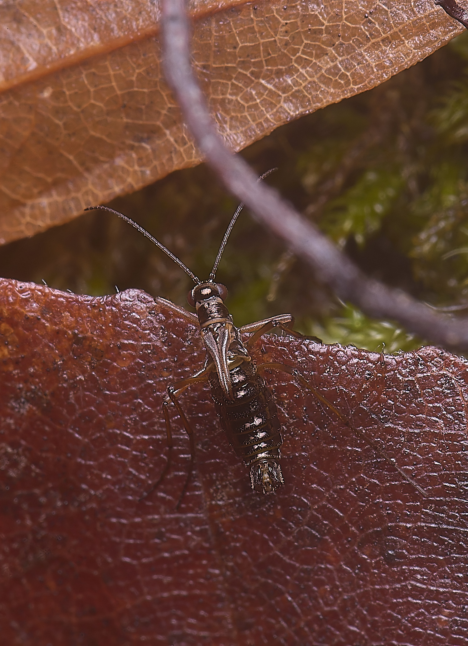 FelbriggSnowFlea280126-2