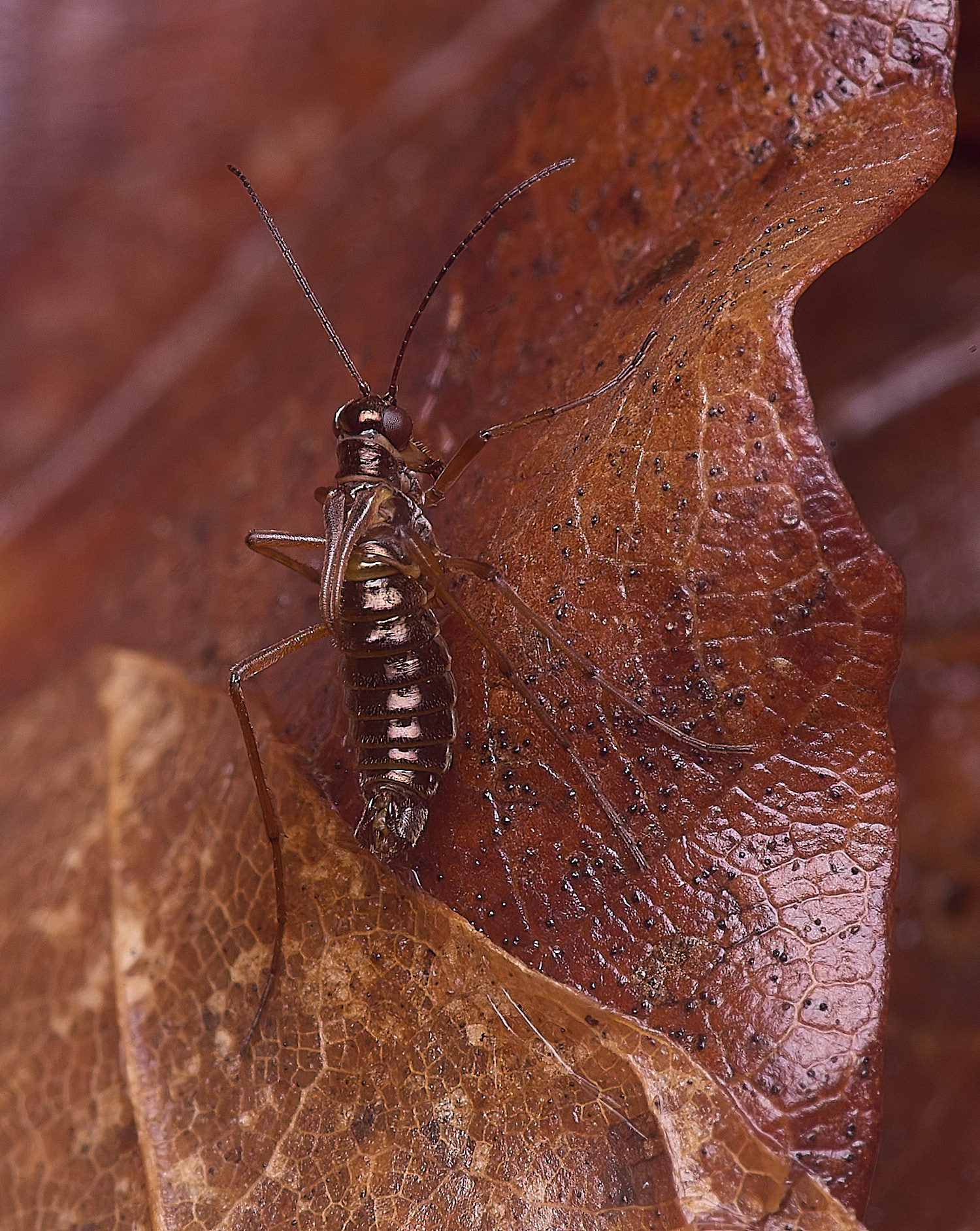 FelbriggSnowFlea280126-5