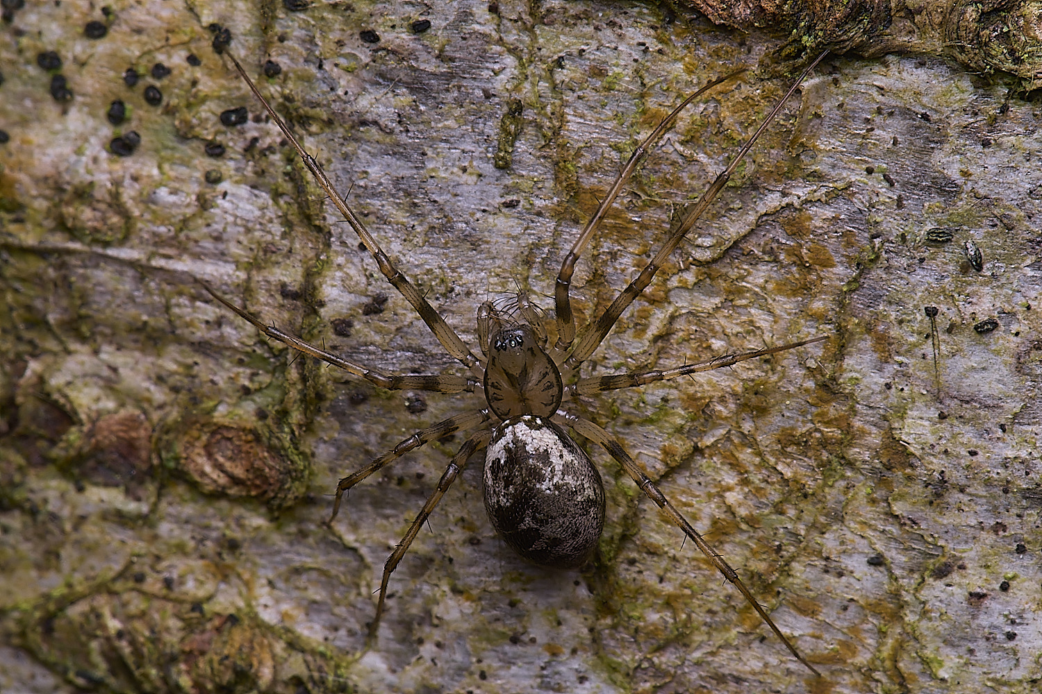 FelbriggSpiderSp210226-1