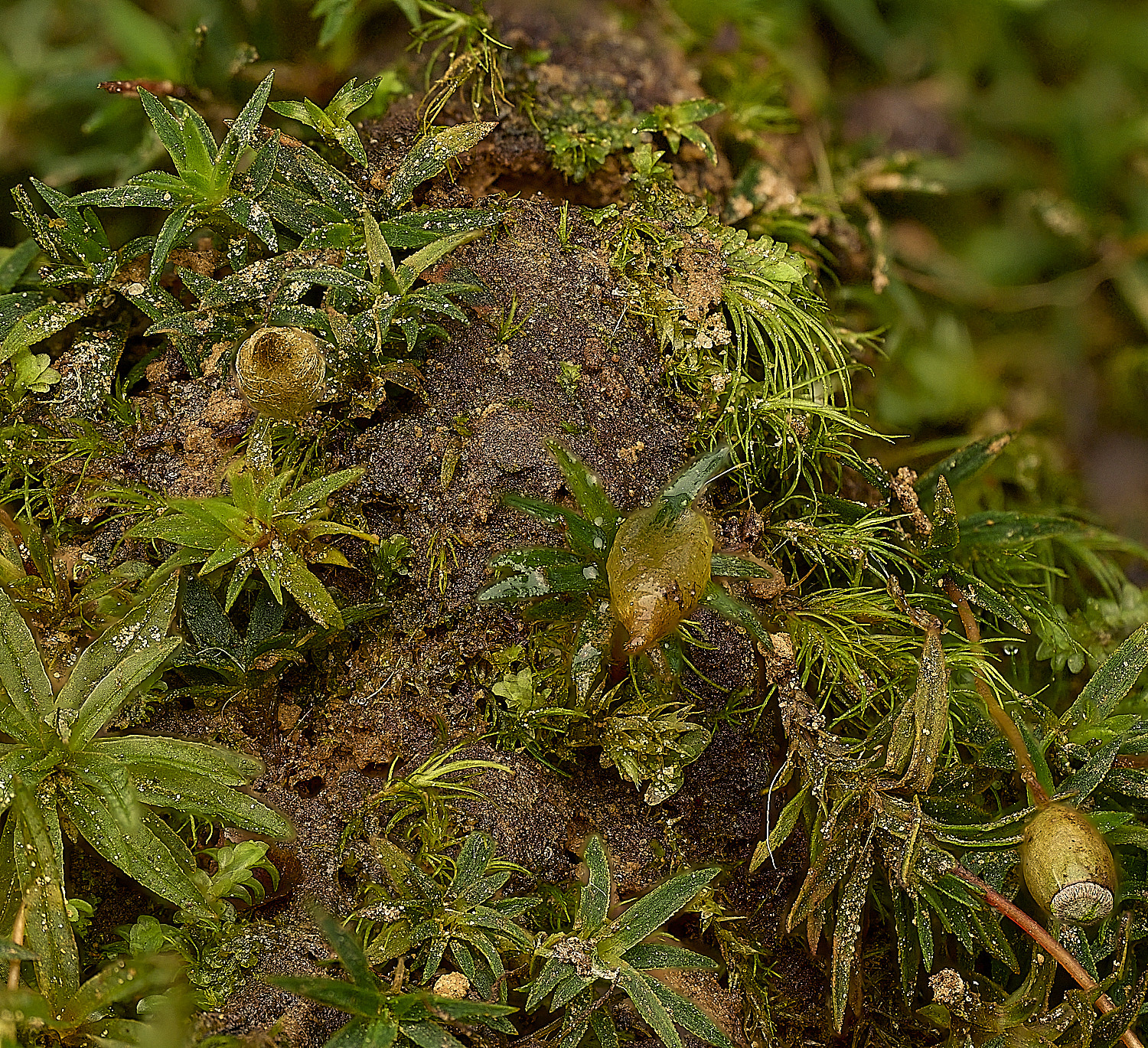 FelbroggPaloides160226-1